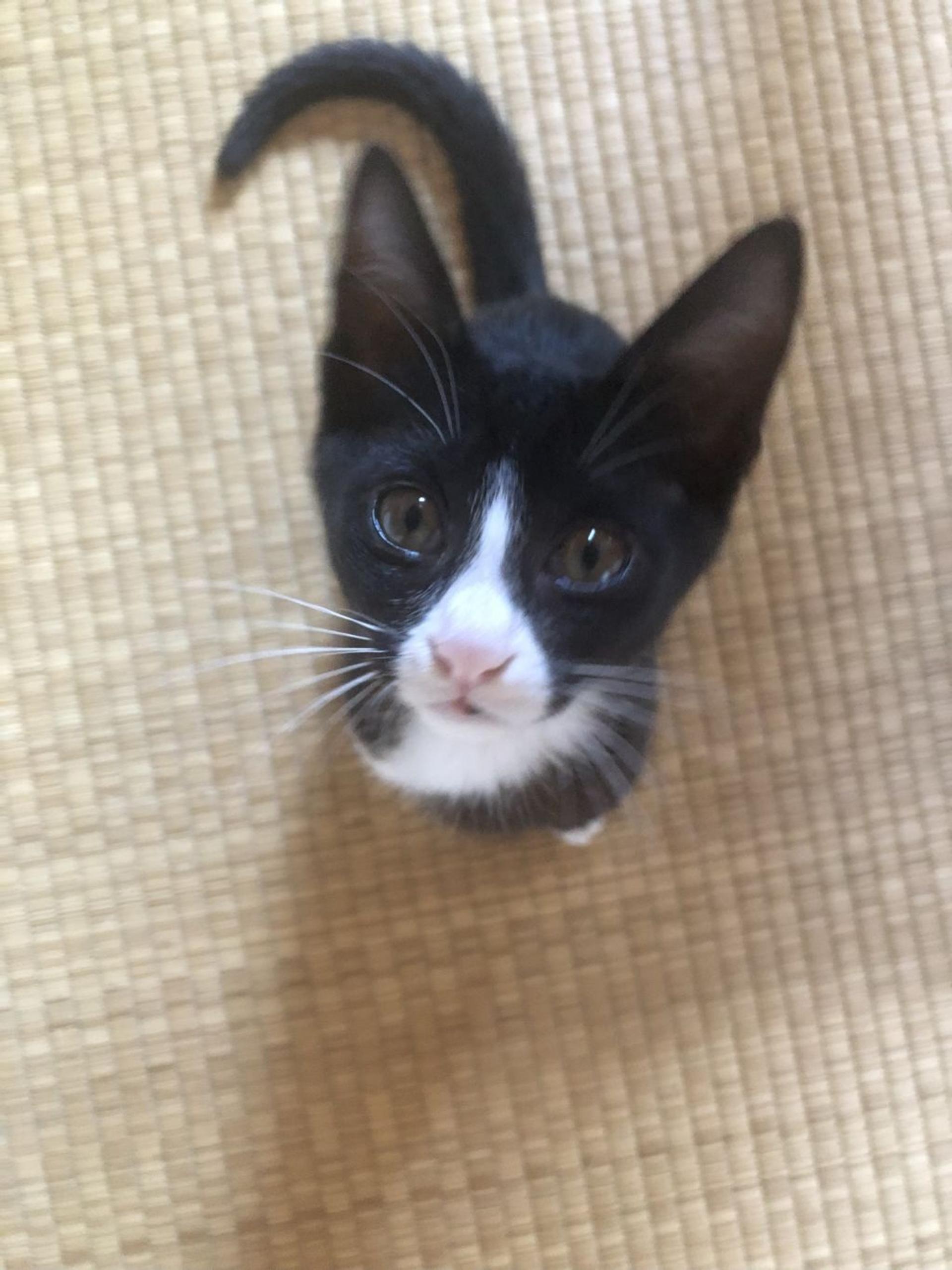 pet-image-2