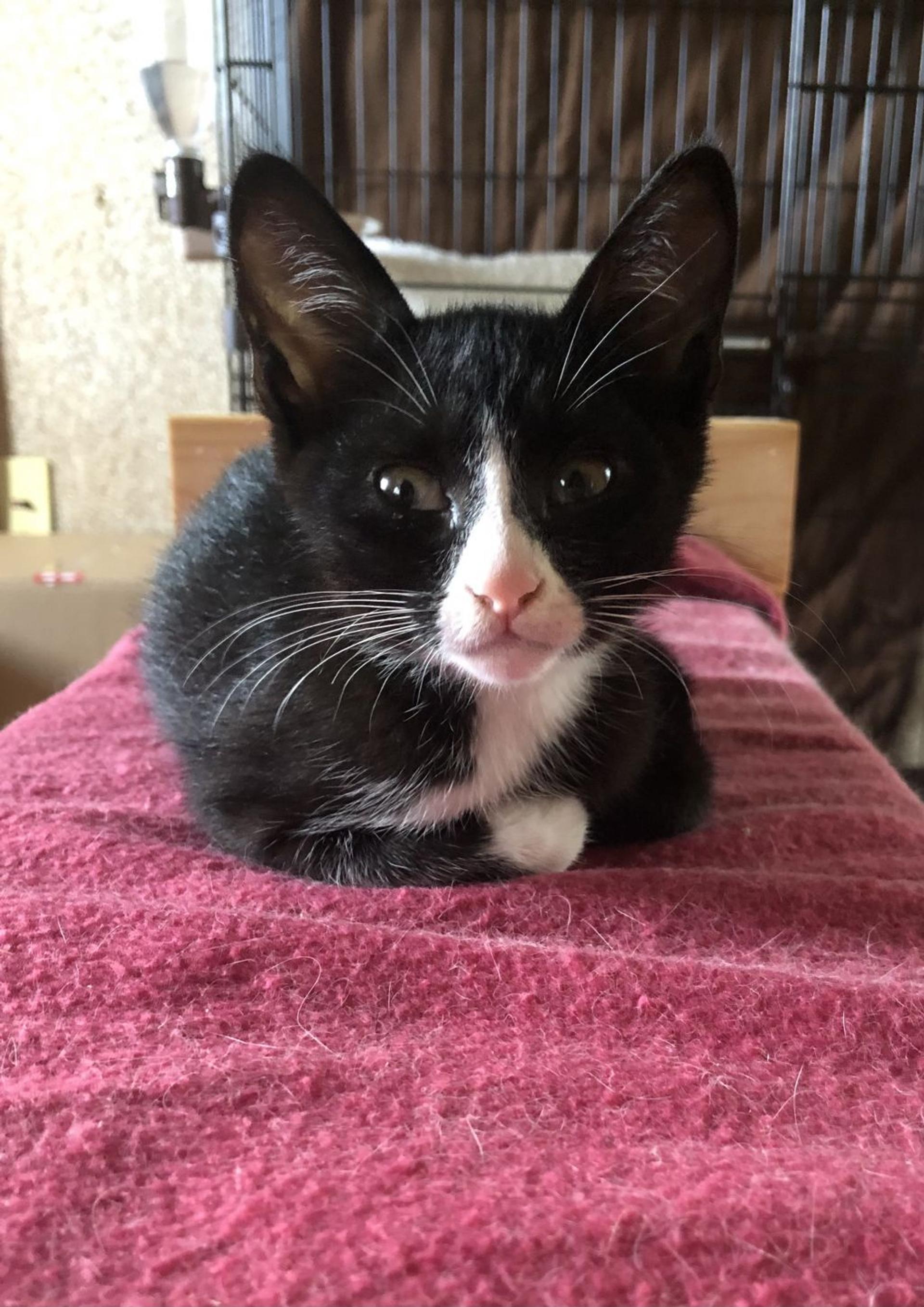pet-image-3