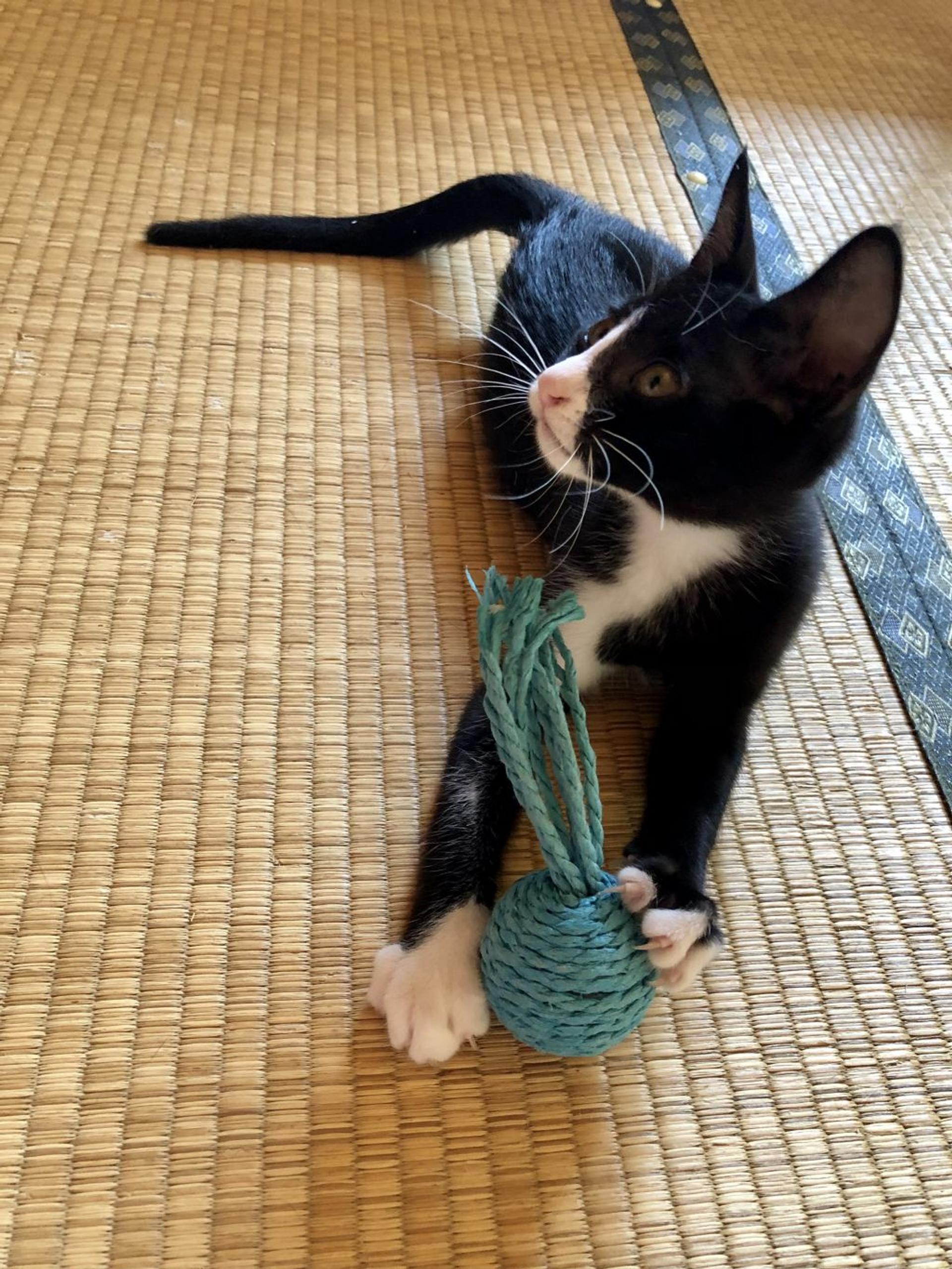 pet-image-5