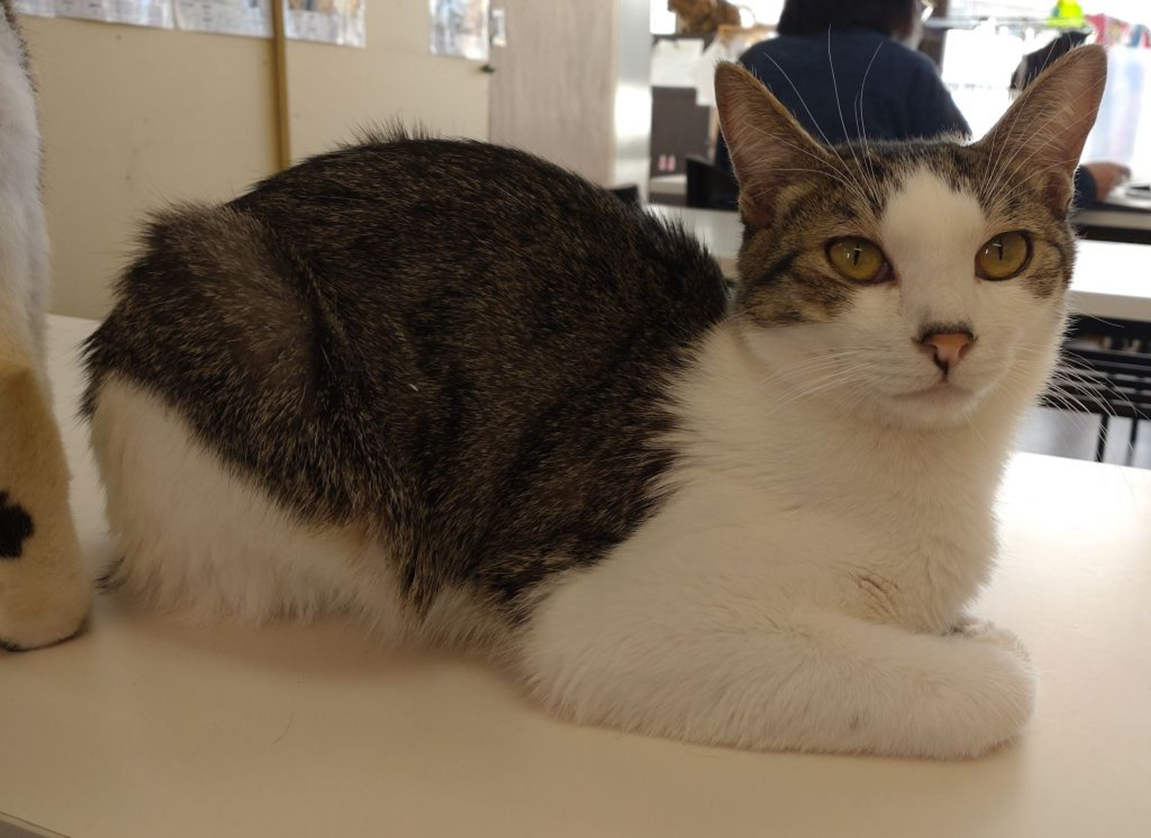 pet-image-2