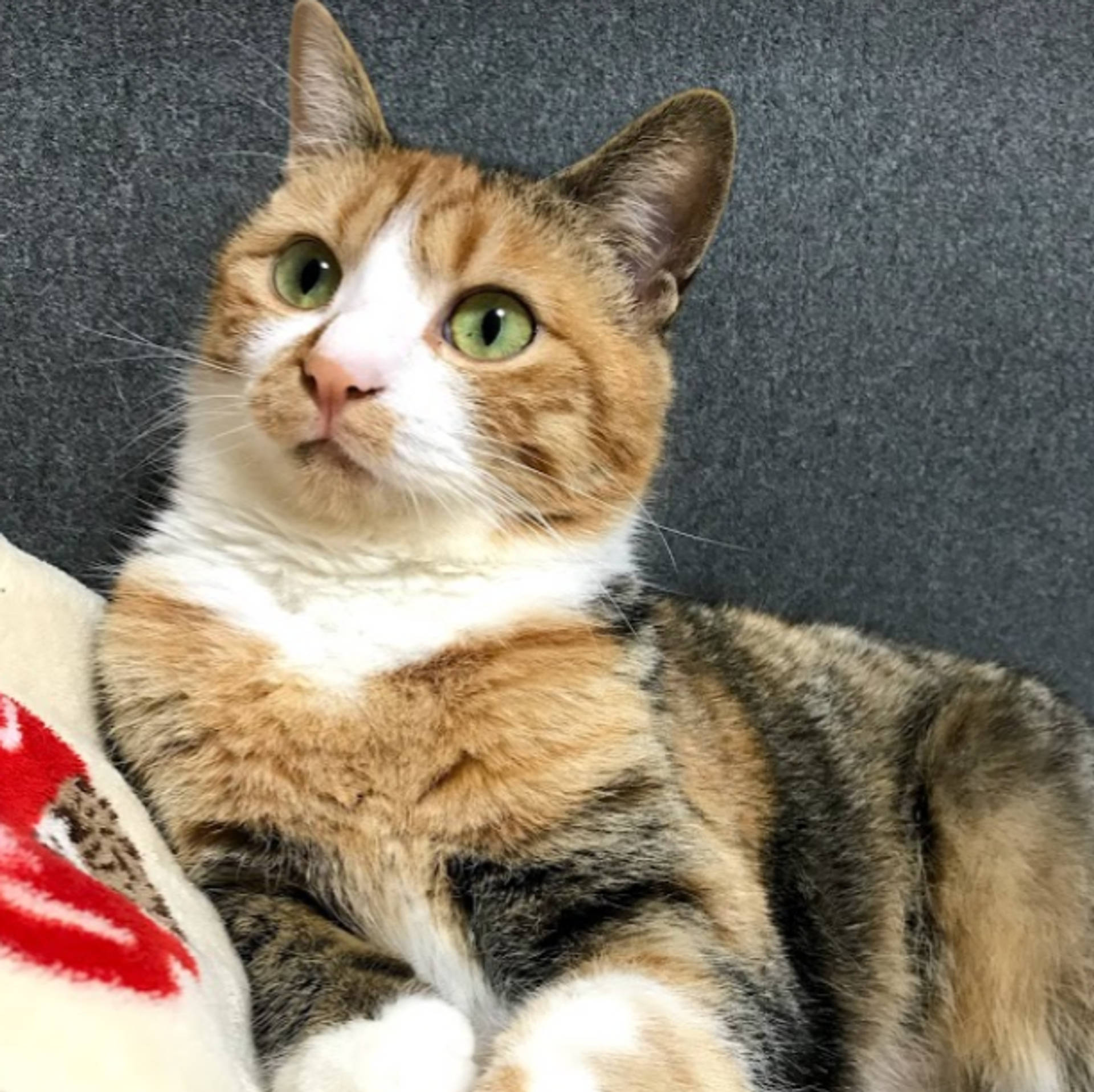雑種（ミックス猫）・メスの里親募集の写真
