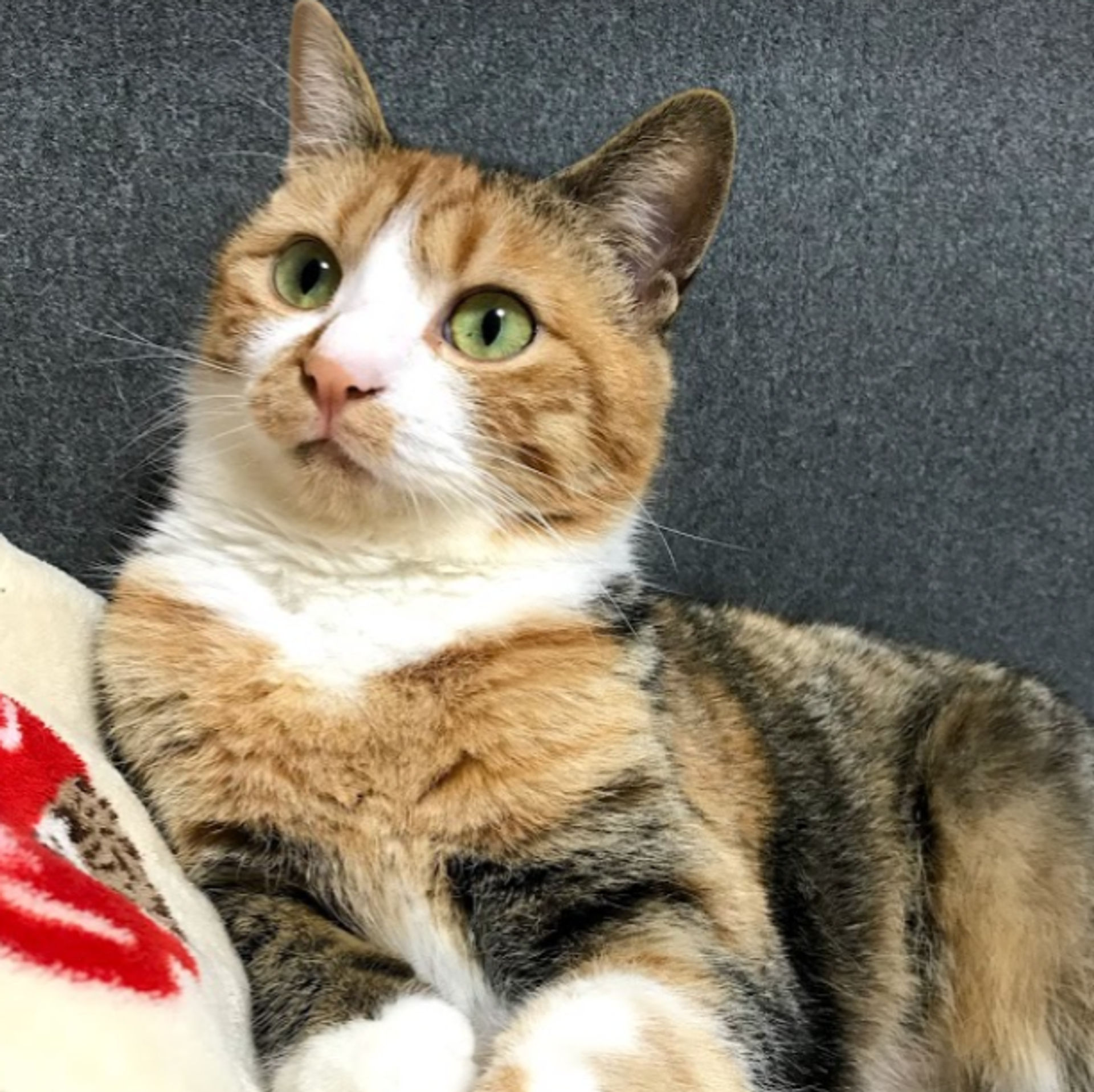 雑種（ミックス猫）・メスの里親募集の写真