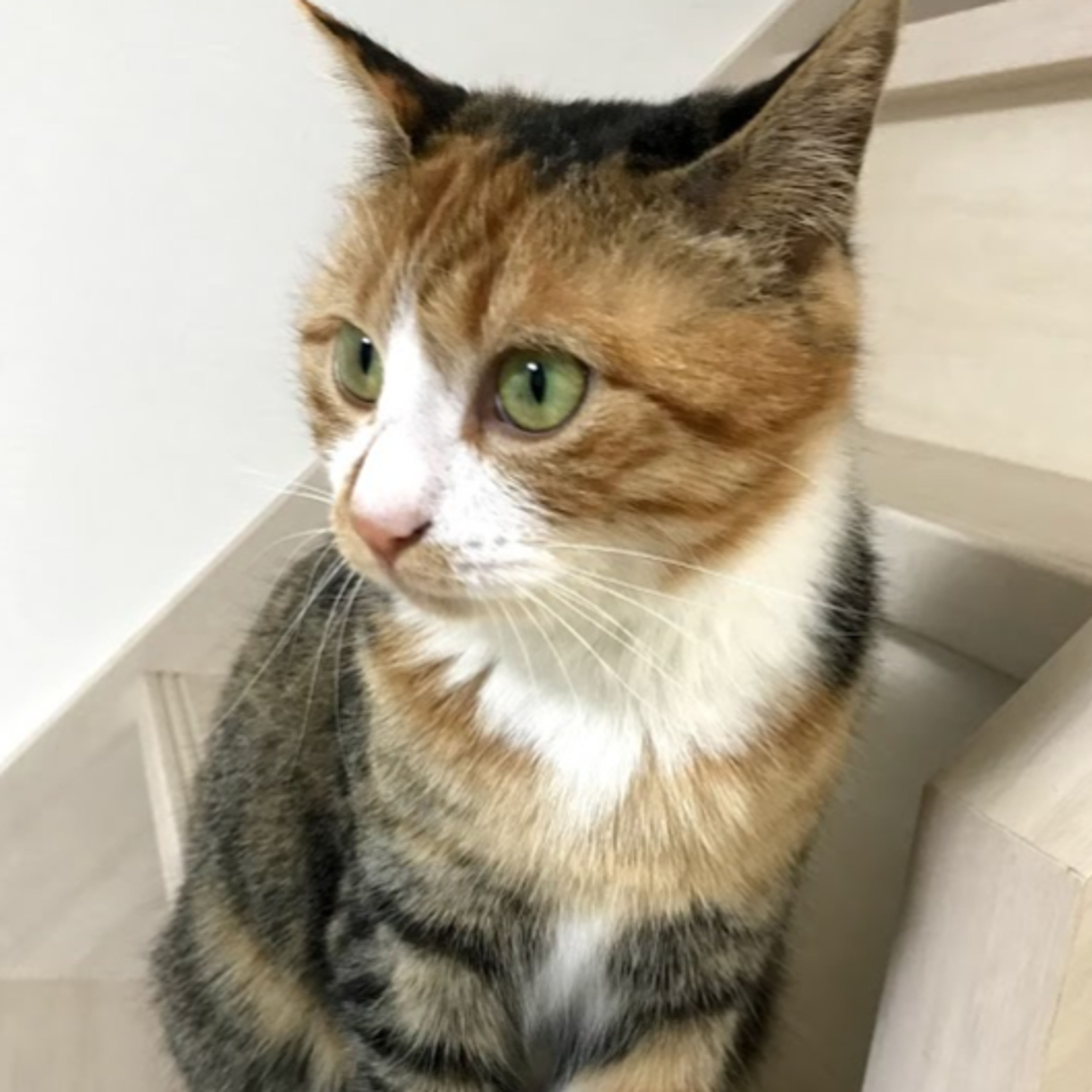 pet-image-3