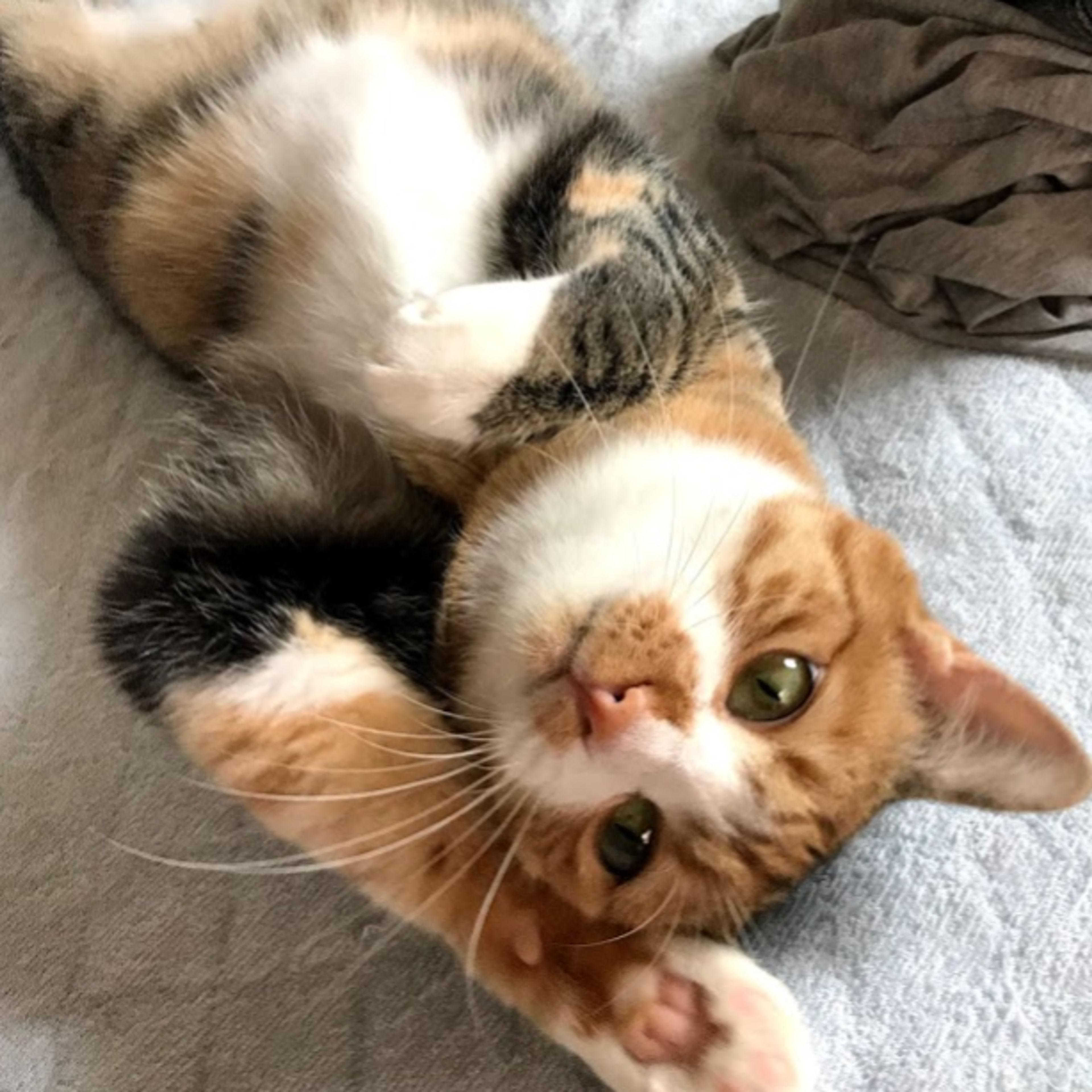 pet-image-4