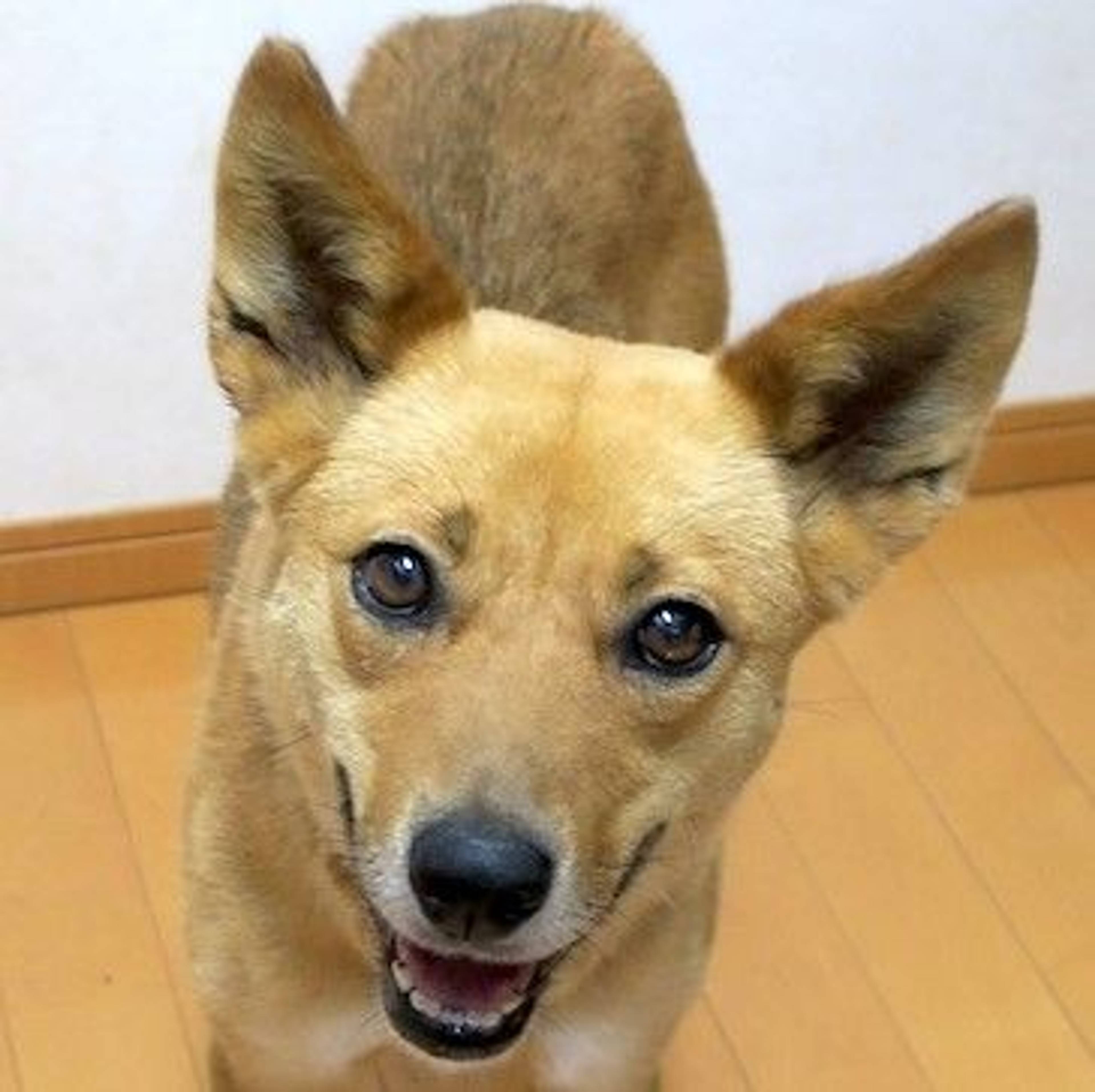 雑種（ミックス犬）・メスの里親募集の写真