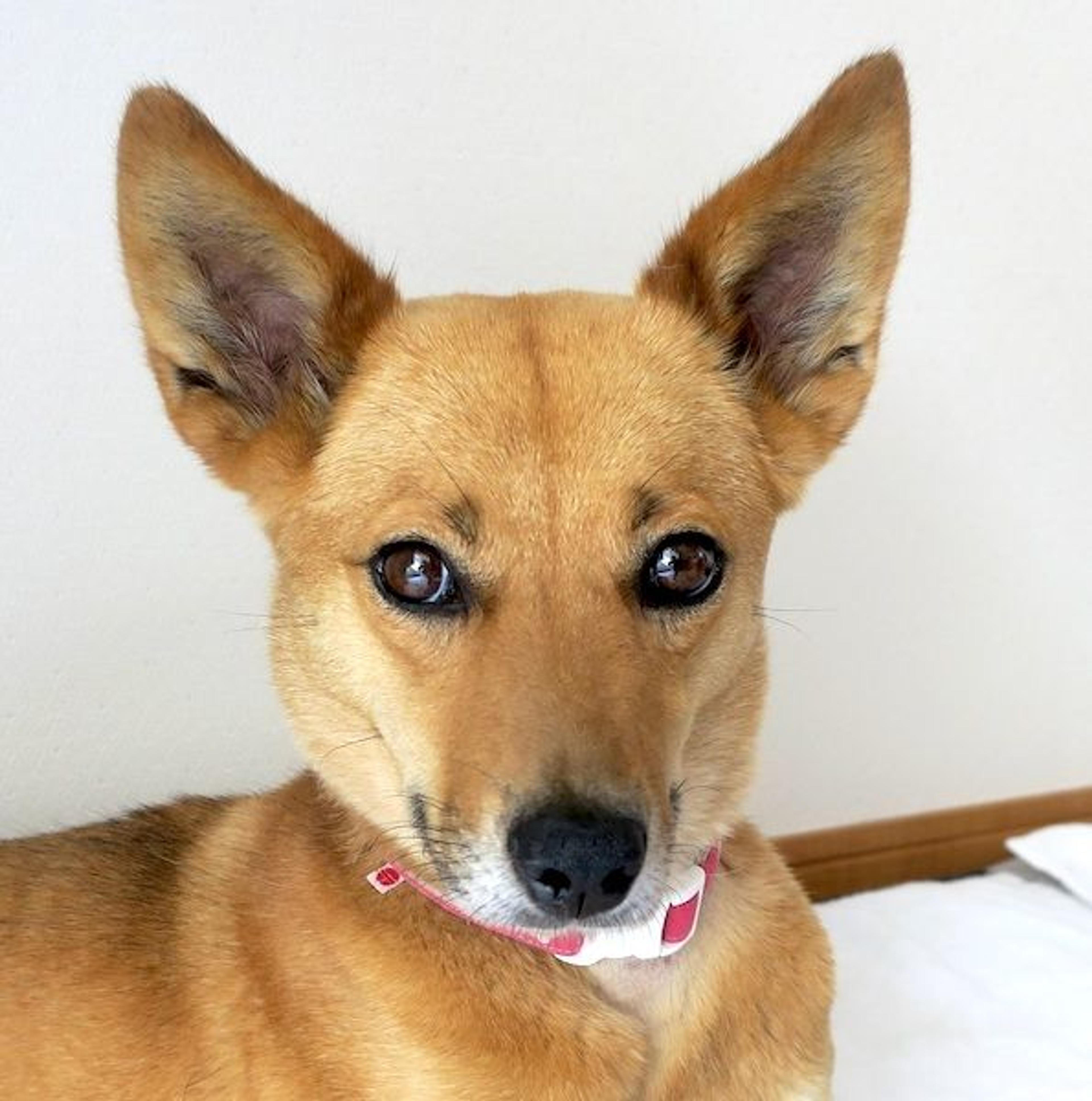 pet-image-2