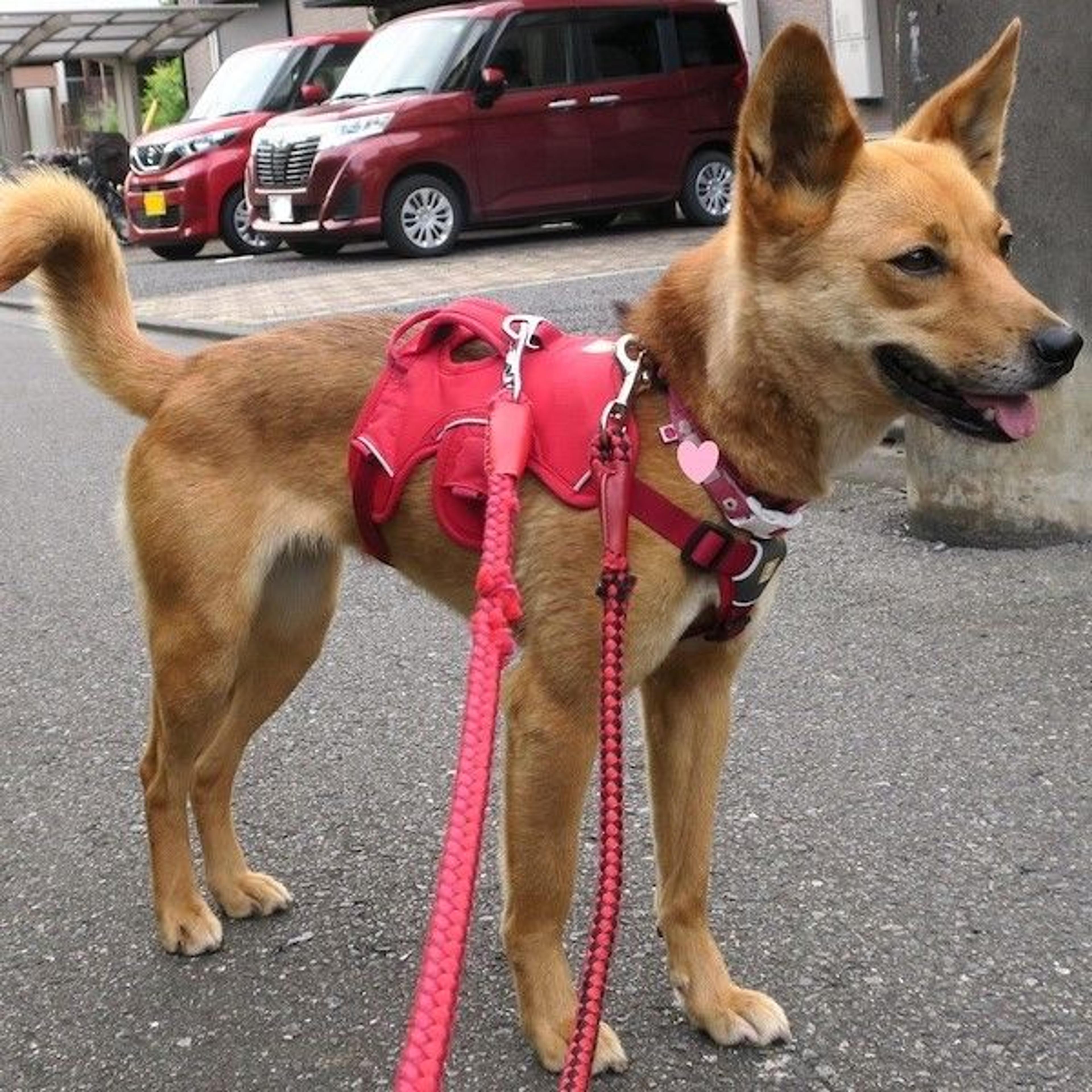 pet-image-3