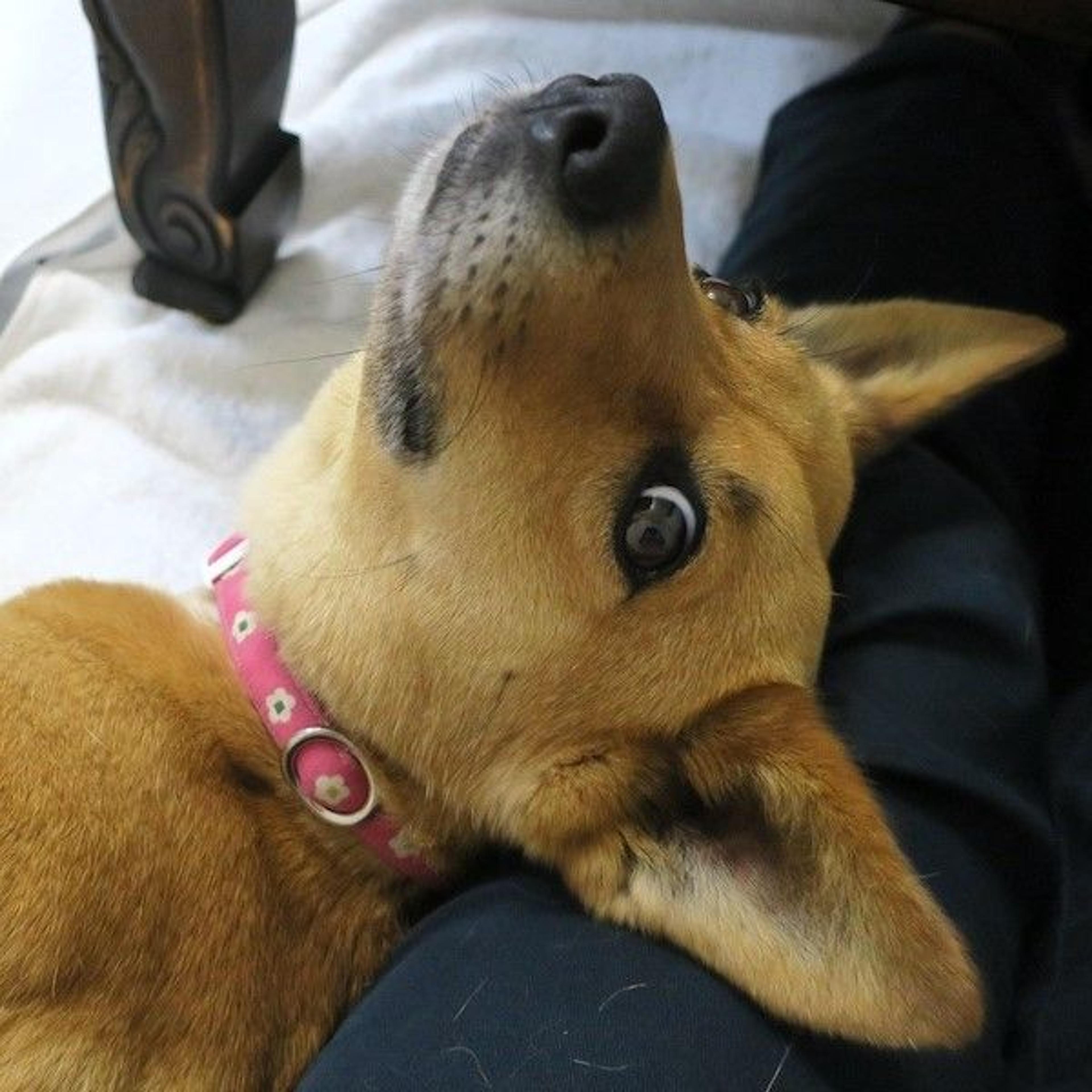 pet-image-4