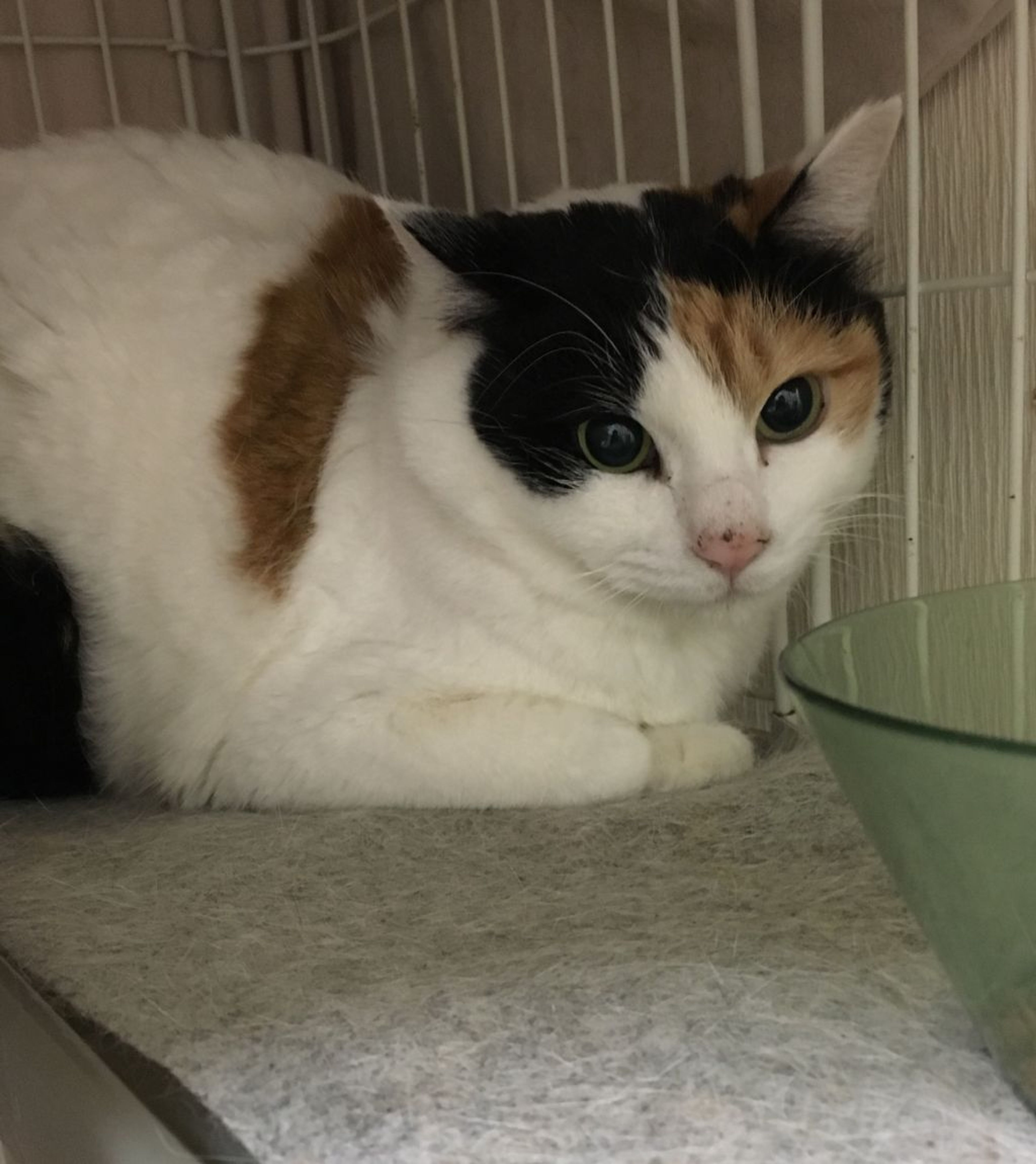 雑種（ミックス猫）・メスの里親募集の写真