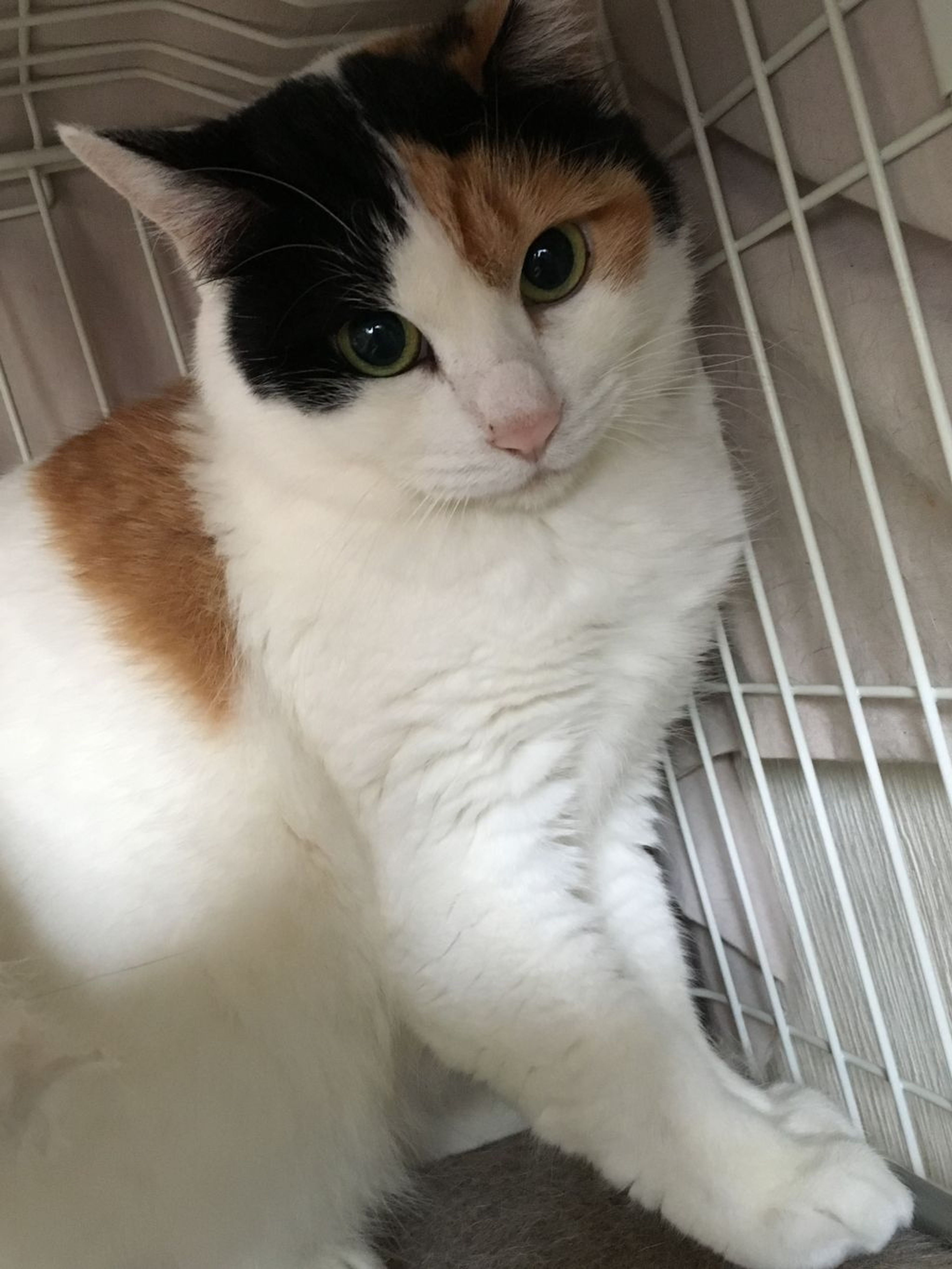 pet-image-2