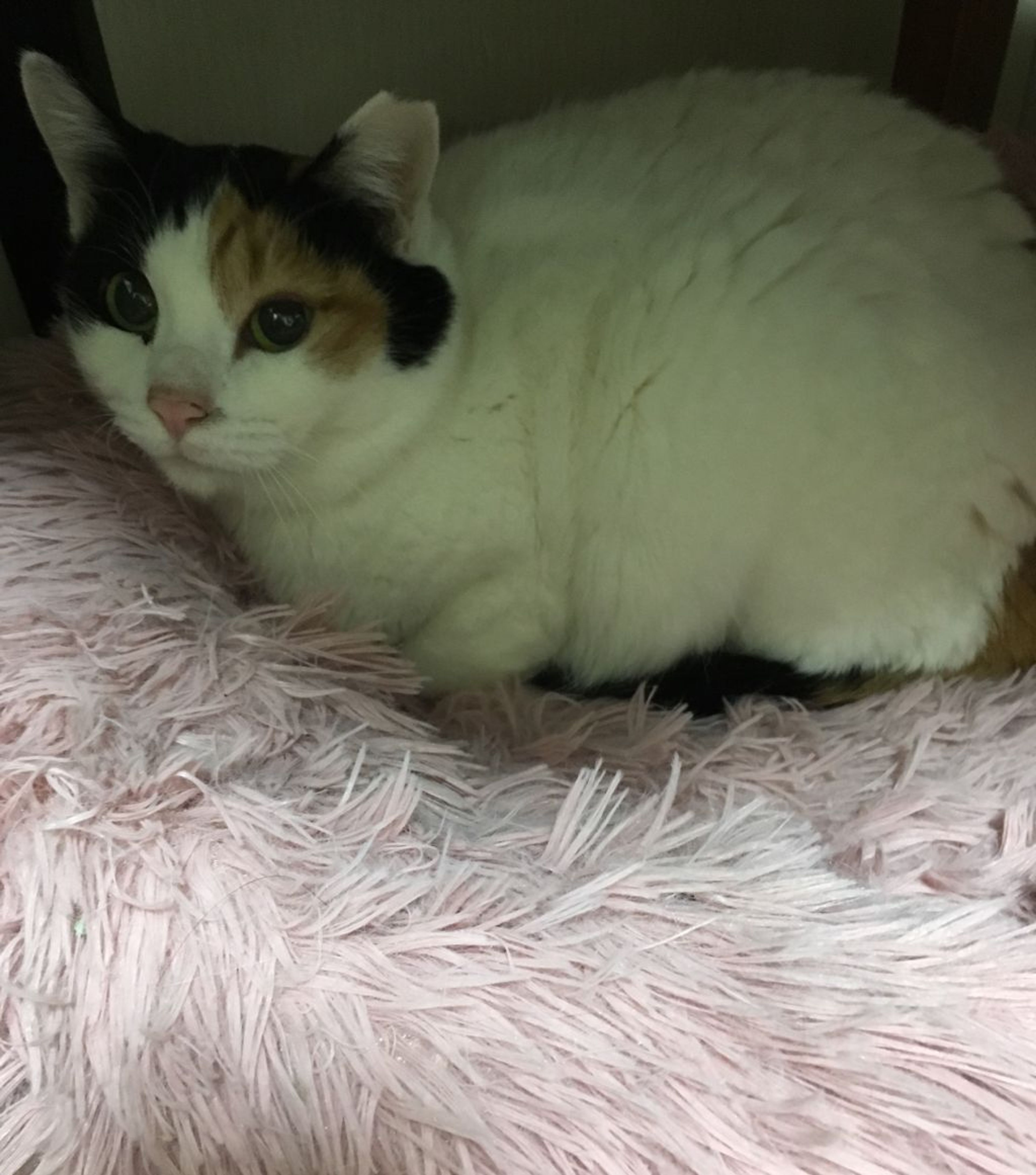 pet-image-3