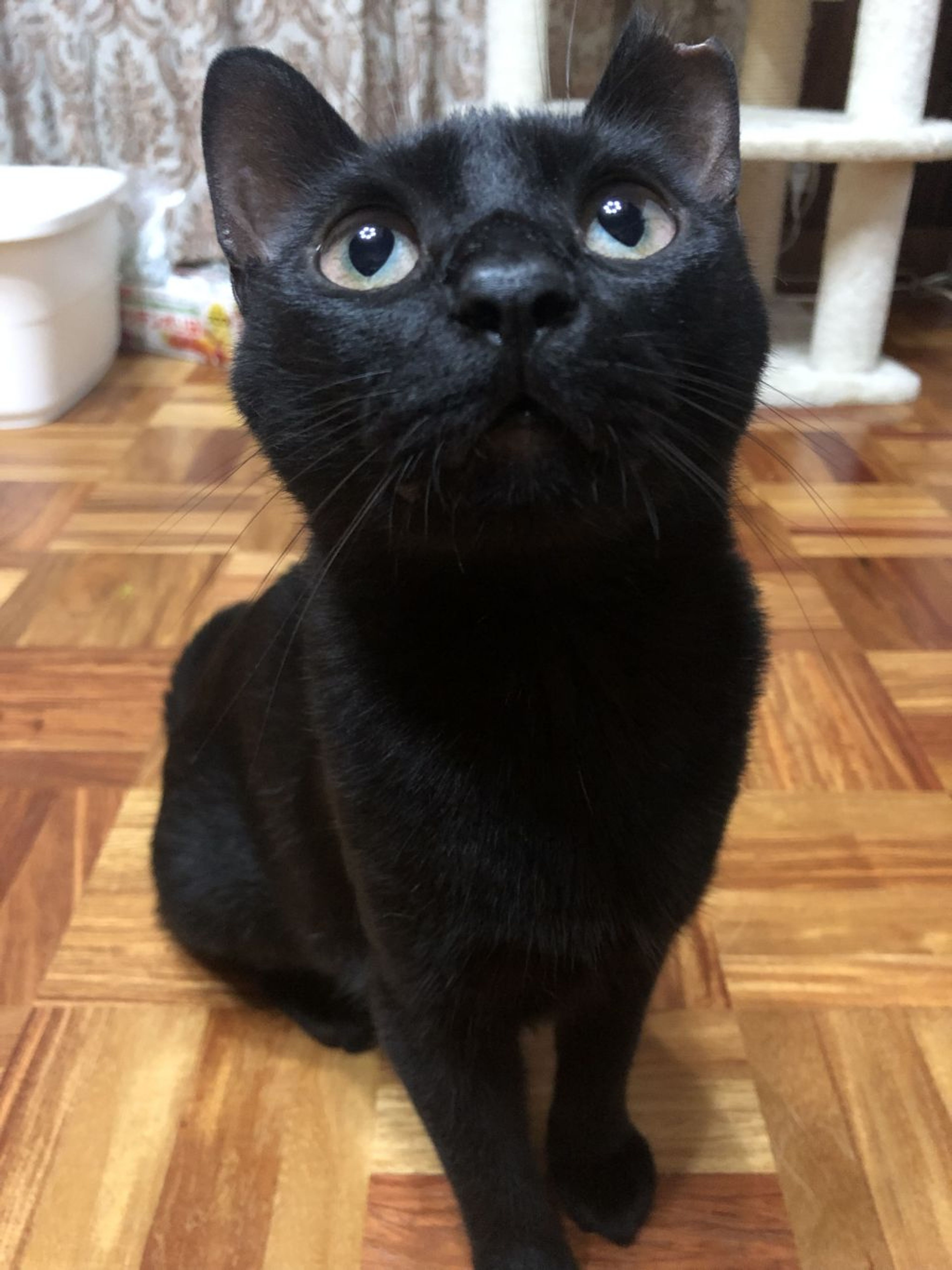 pet-image-2