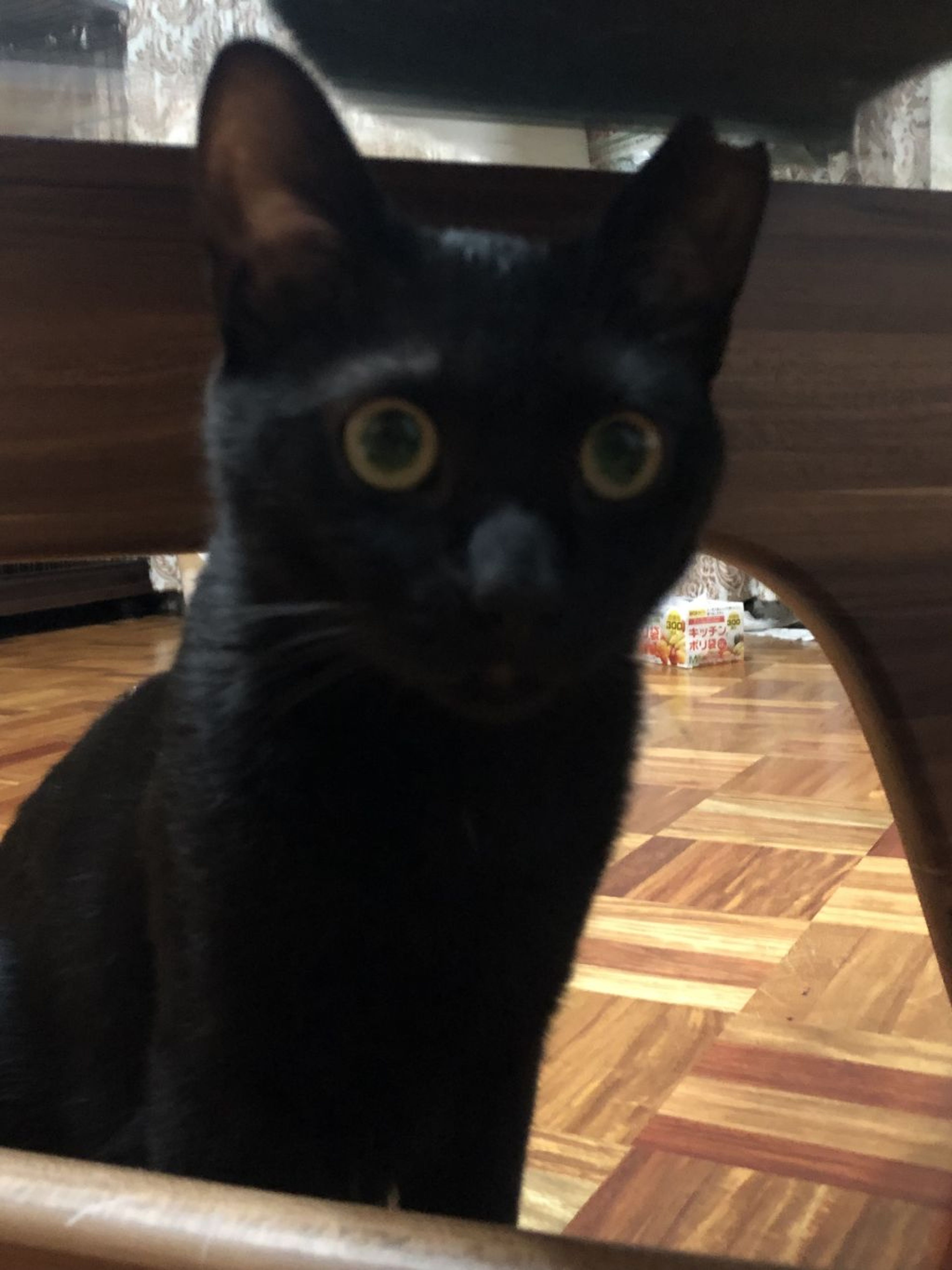 pet-image-3