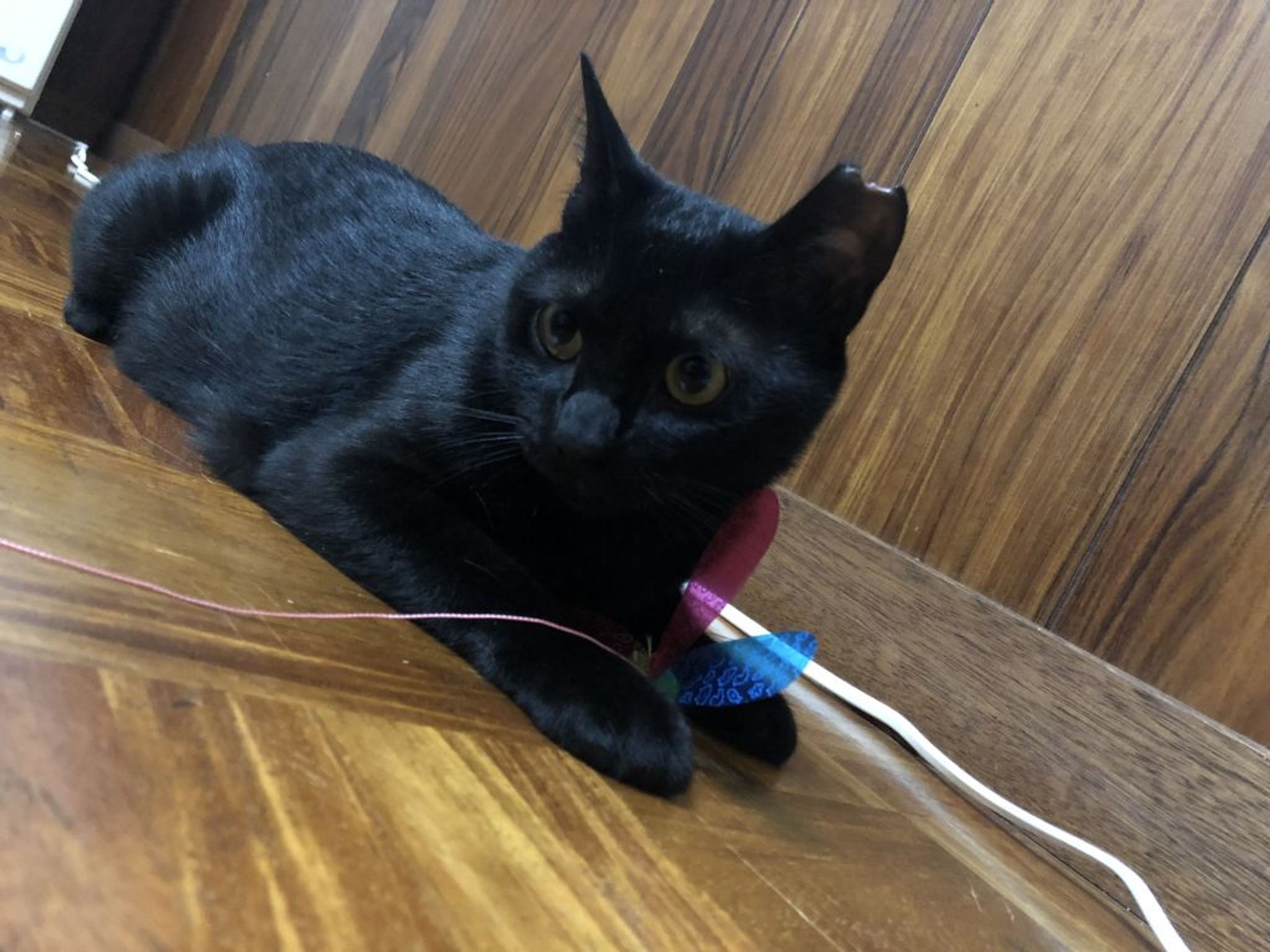 pet-image-5