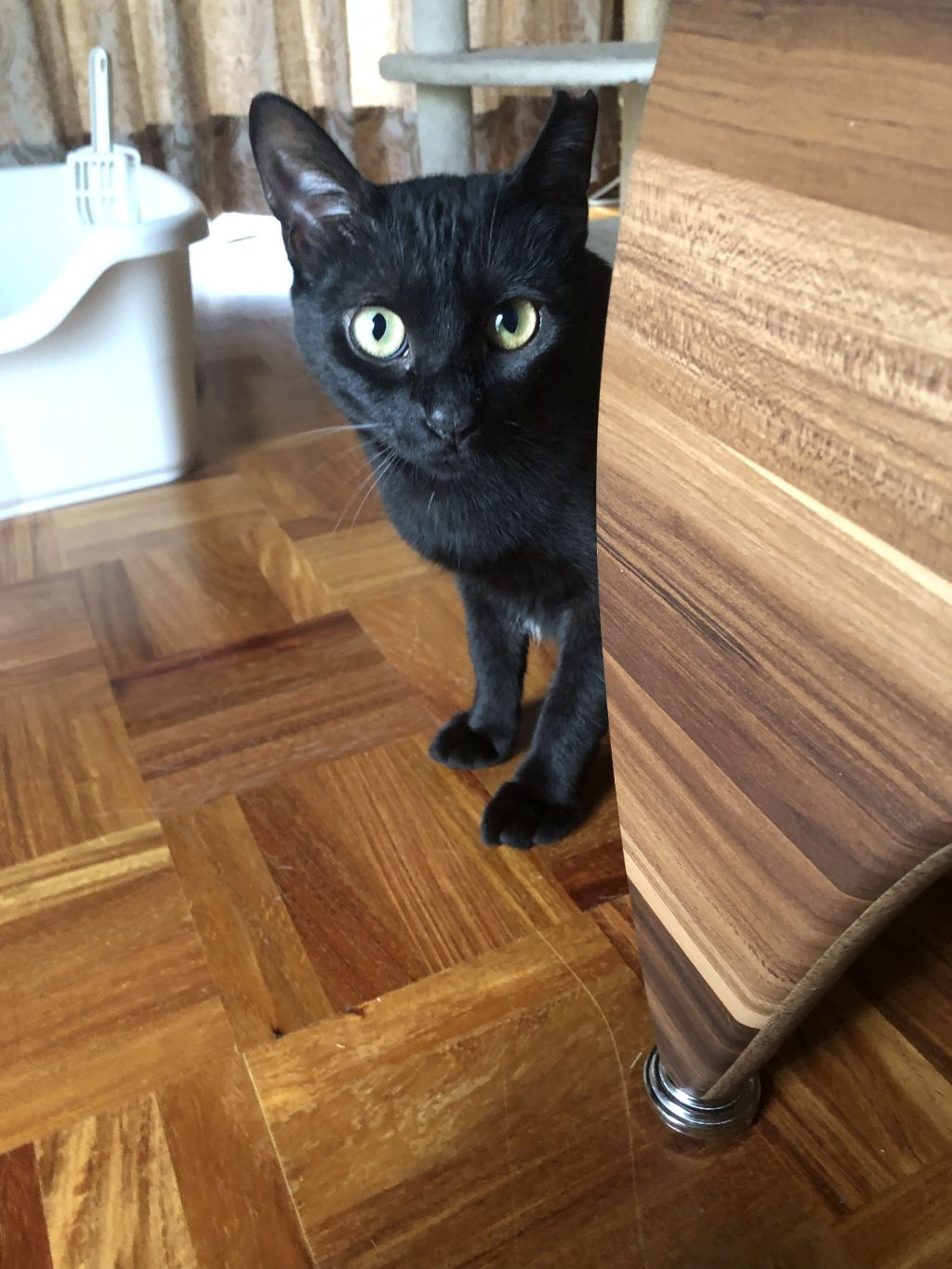 pet-image-6