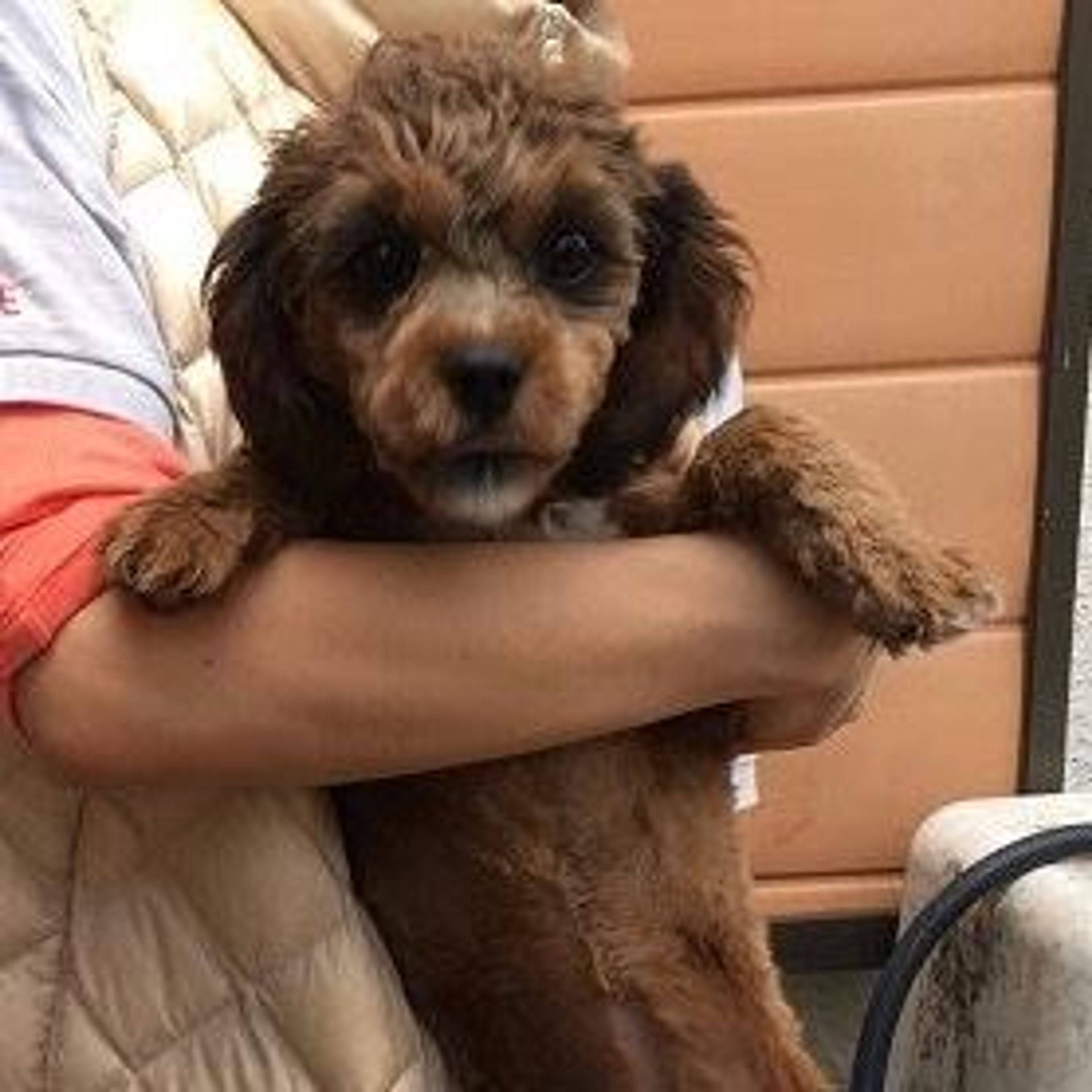 雑種（ミックス犬）・メスの里親募集の写真