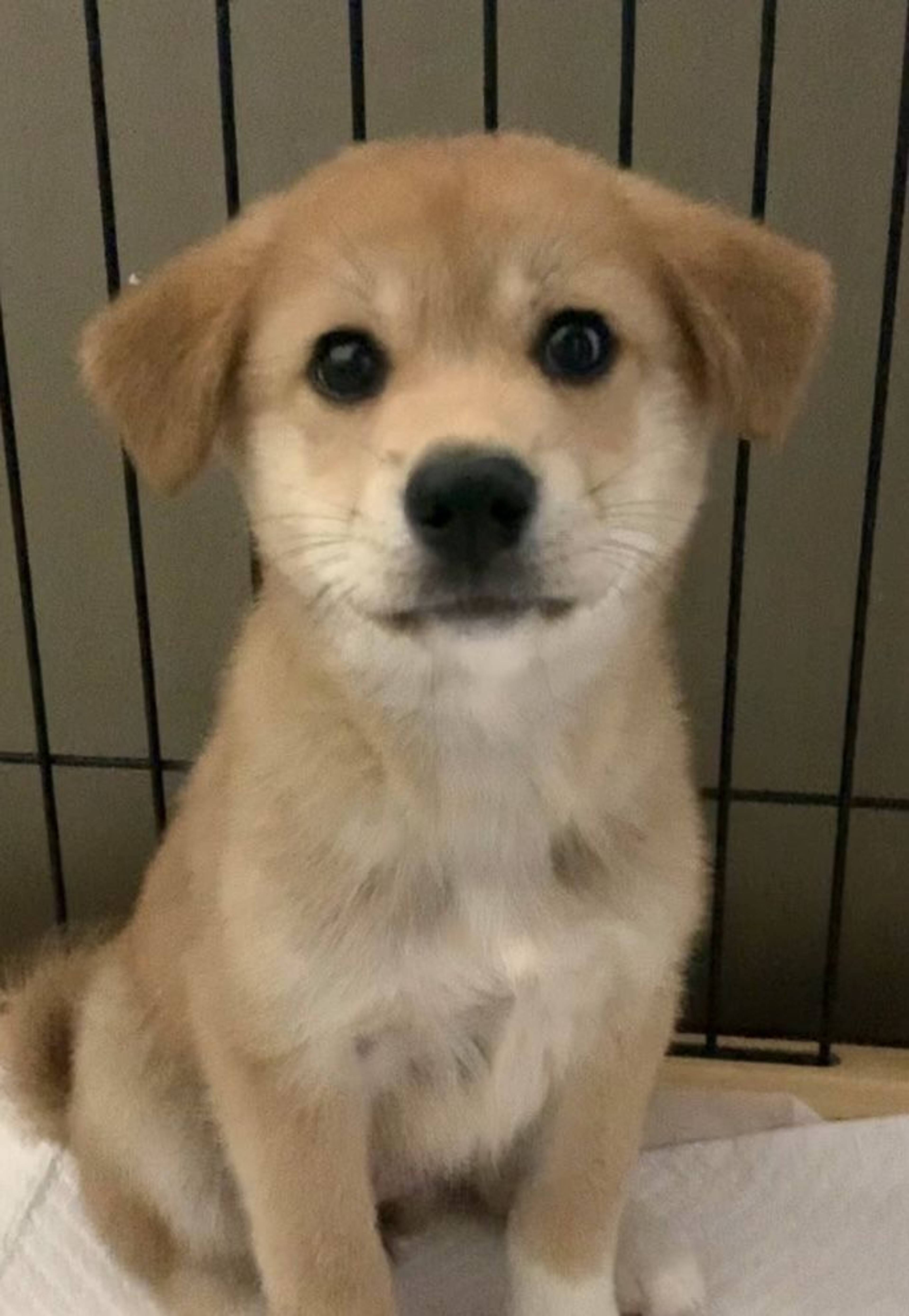 雑種（ミックス犬）・メスの里親募集の写真