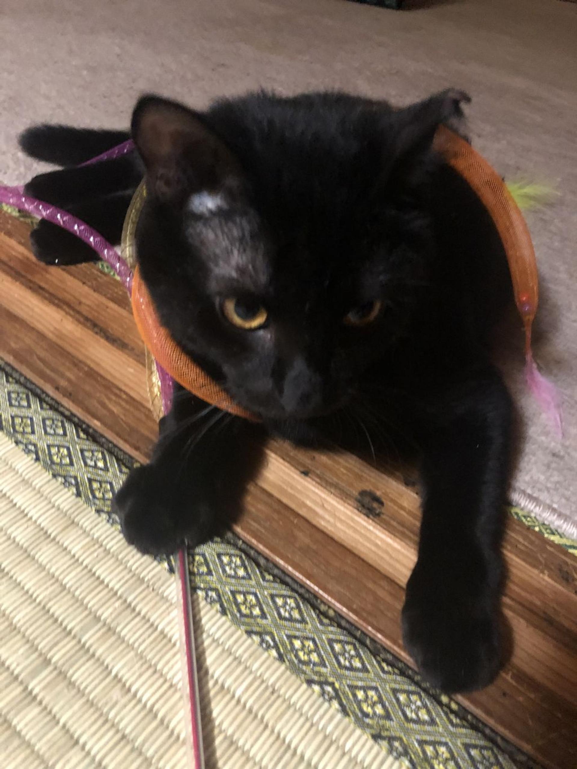 pet-image-3