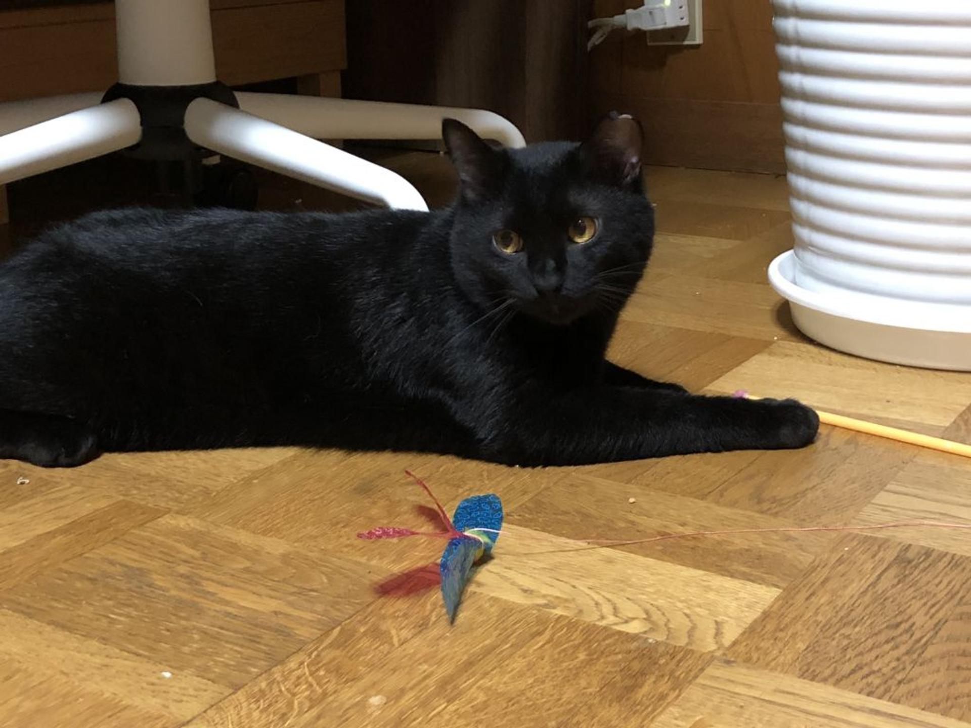 pet-image-6