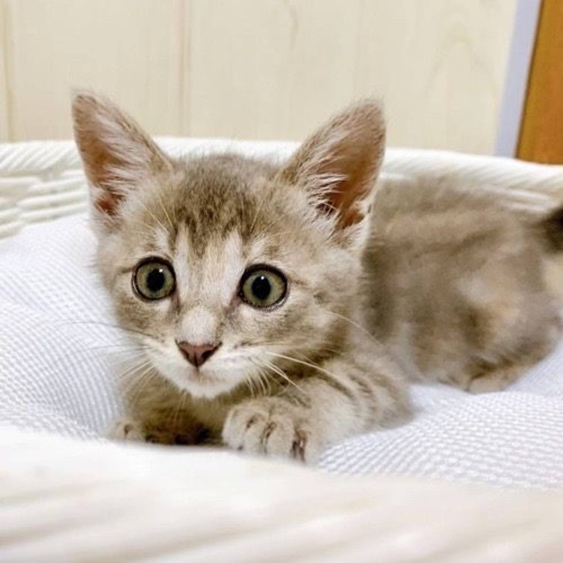 雑種（ミックス猫）・メスの里親募集の写真