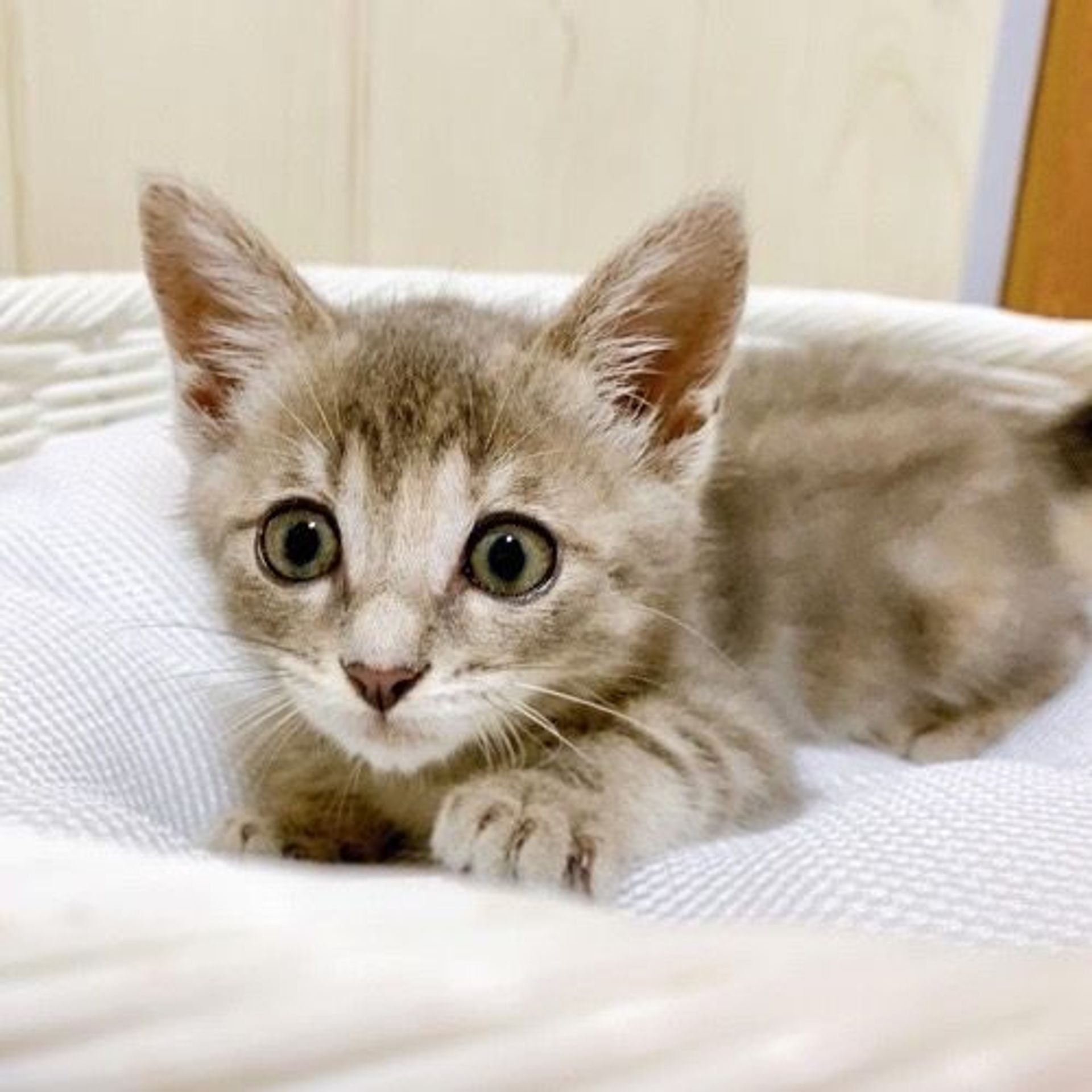 雑種（ミックス猫）・メスの里親募集の写真