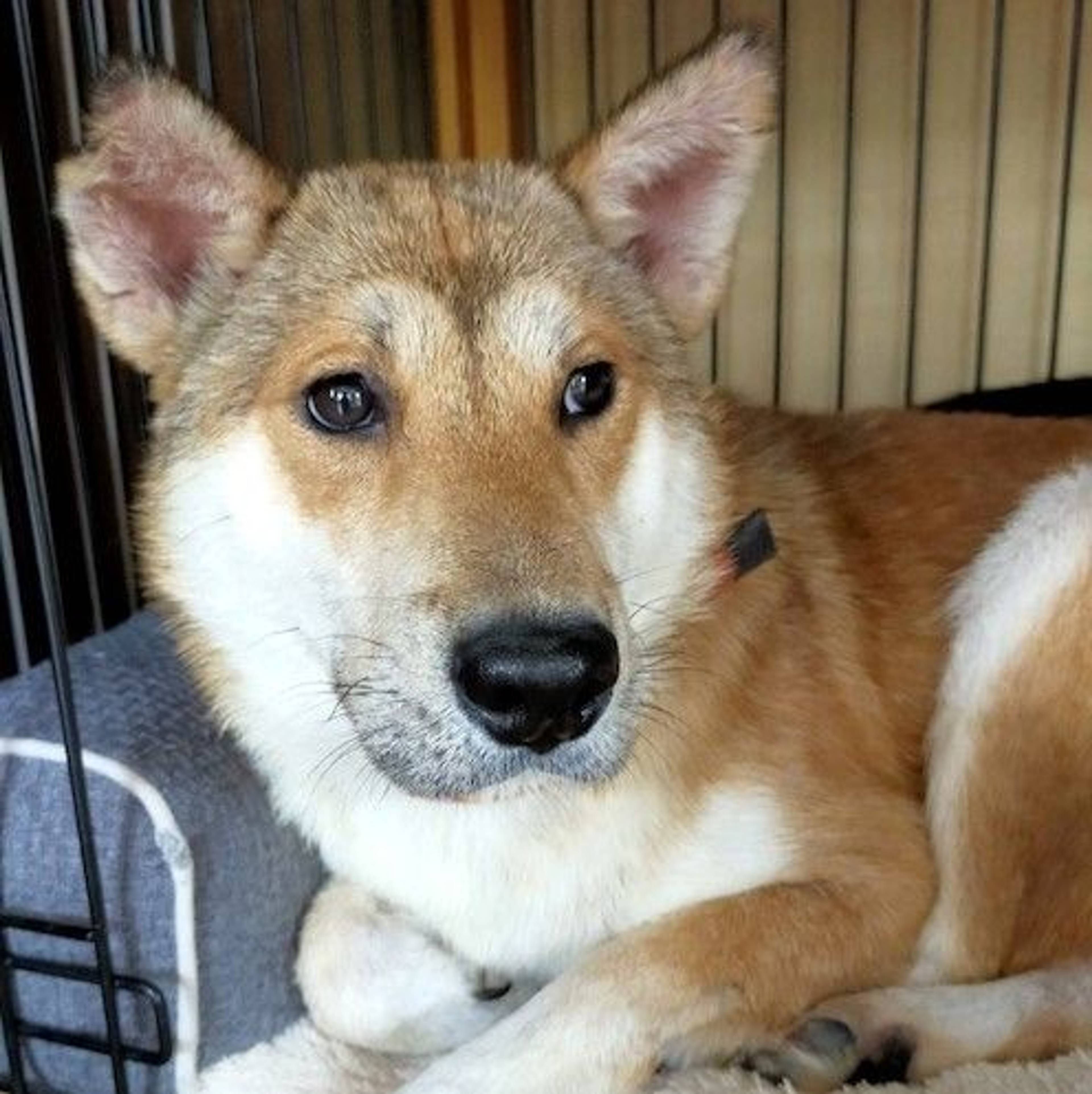雑種（ミックス犬）・オスの里親募集の写真