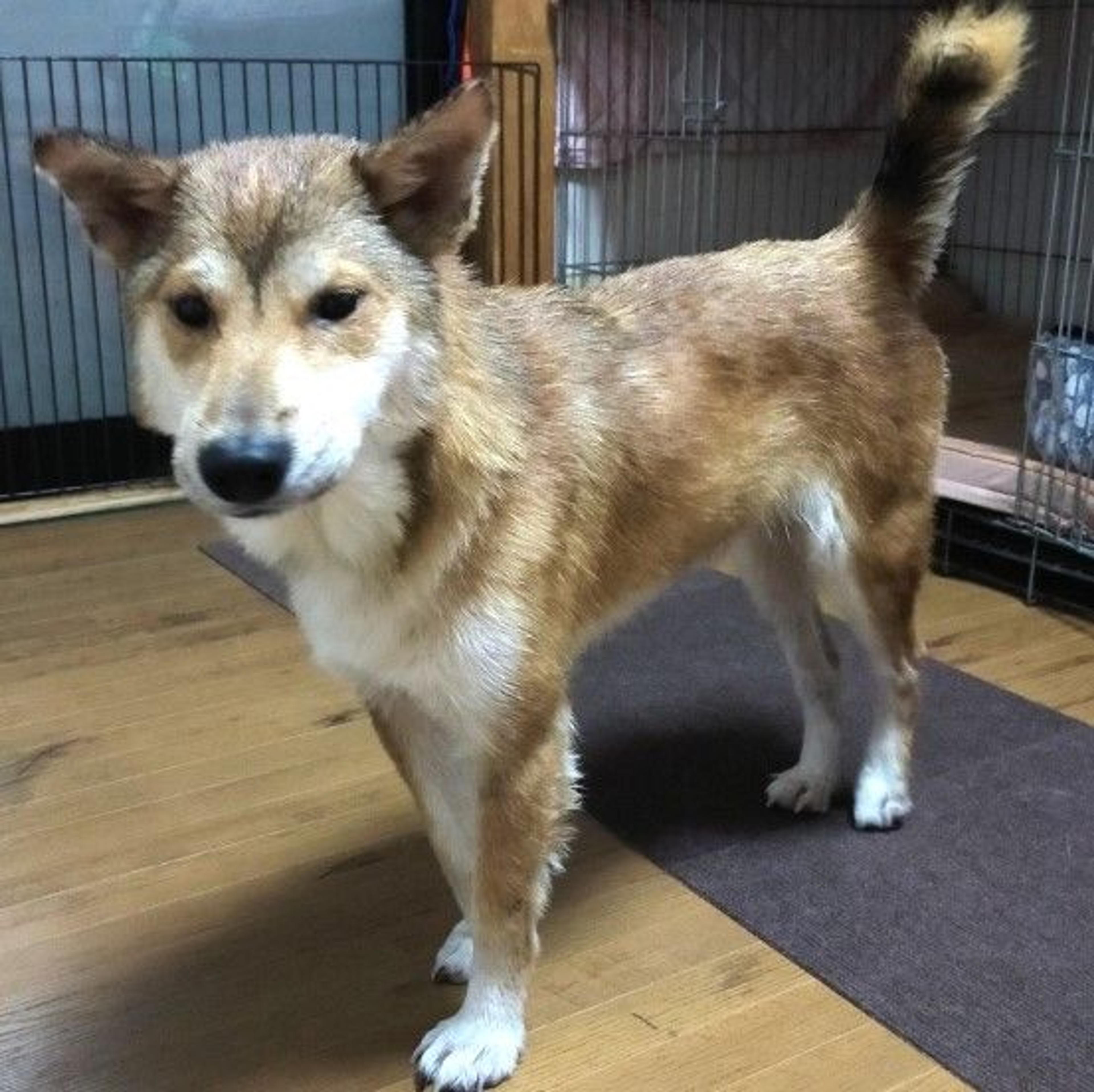 pet-image-2
