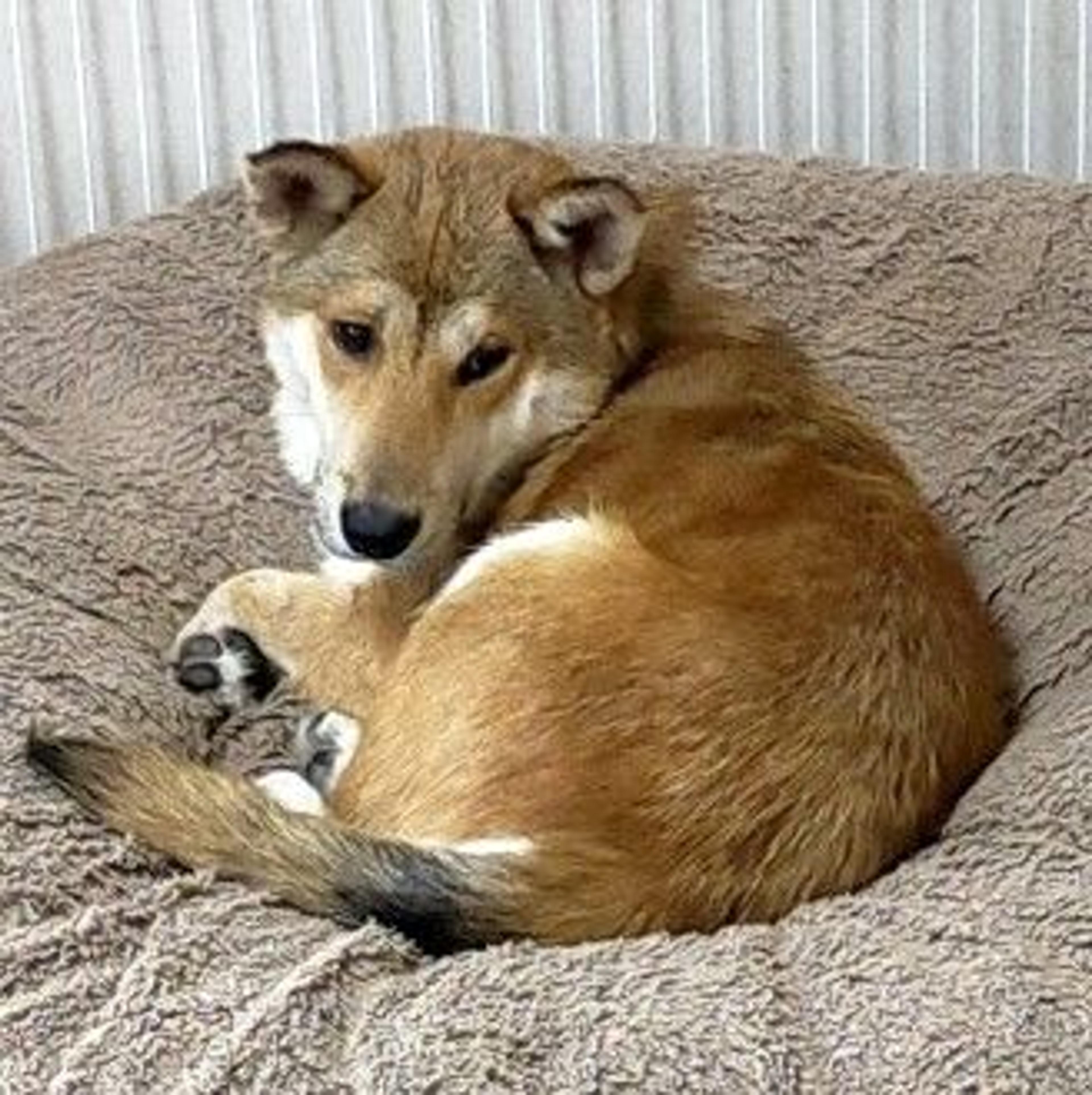 pet-image-3