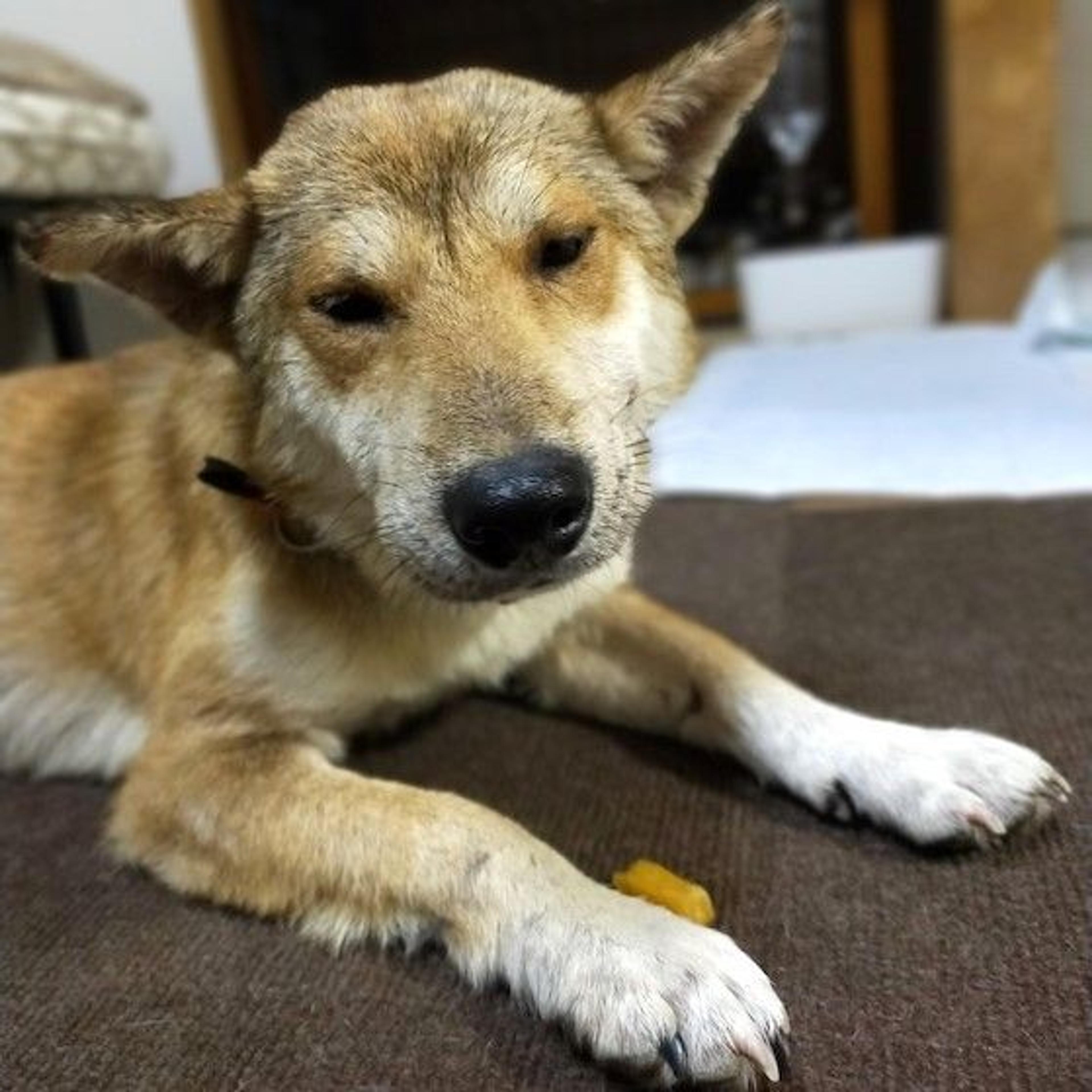 pet-image-4