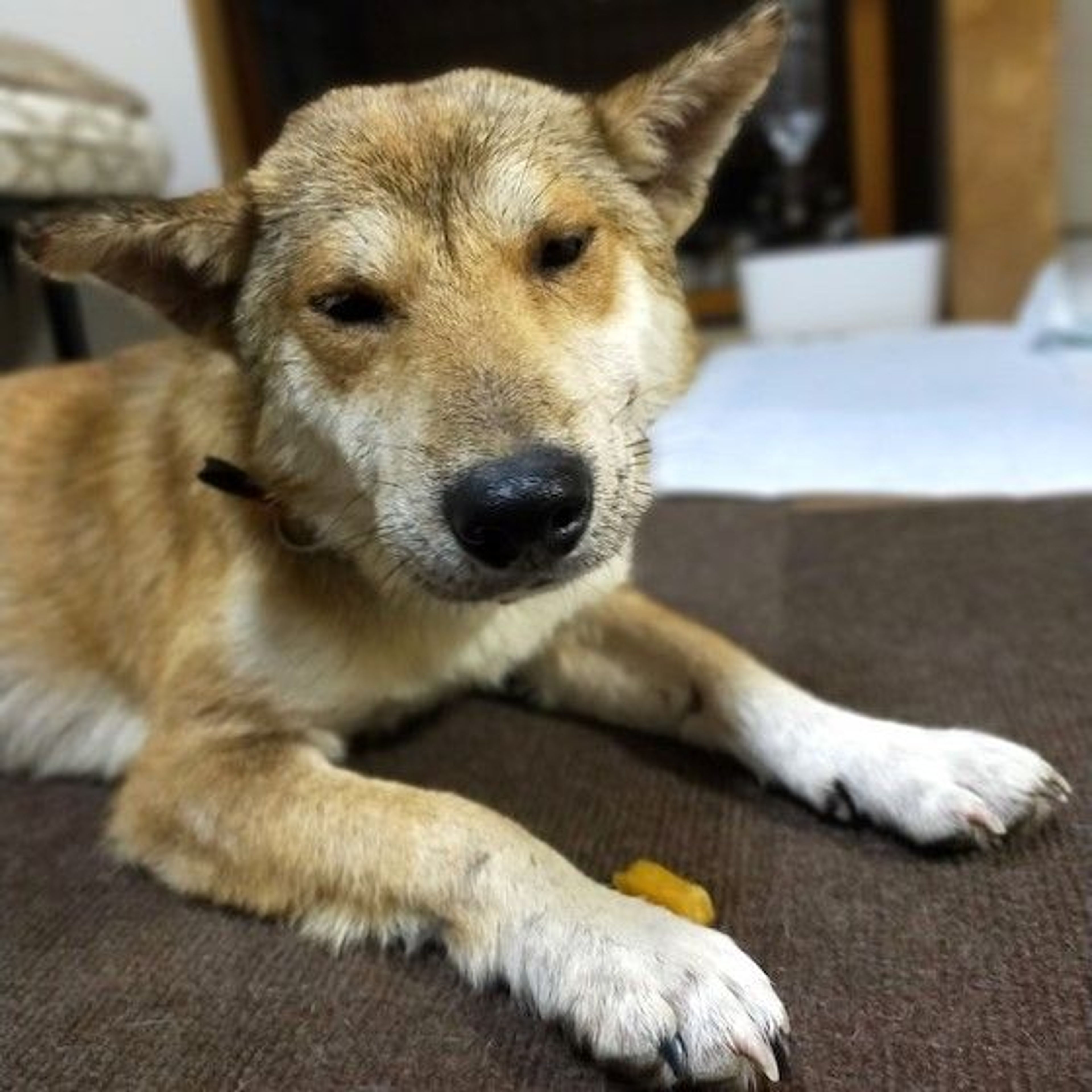 pet-image-4
