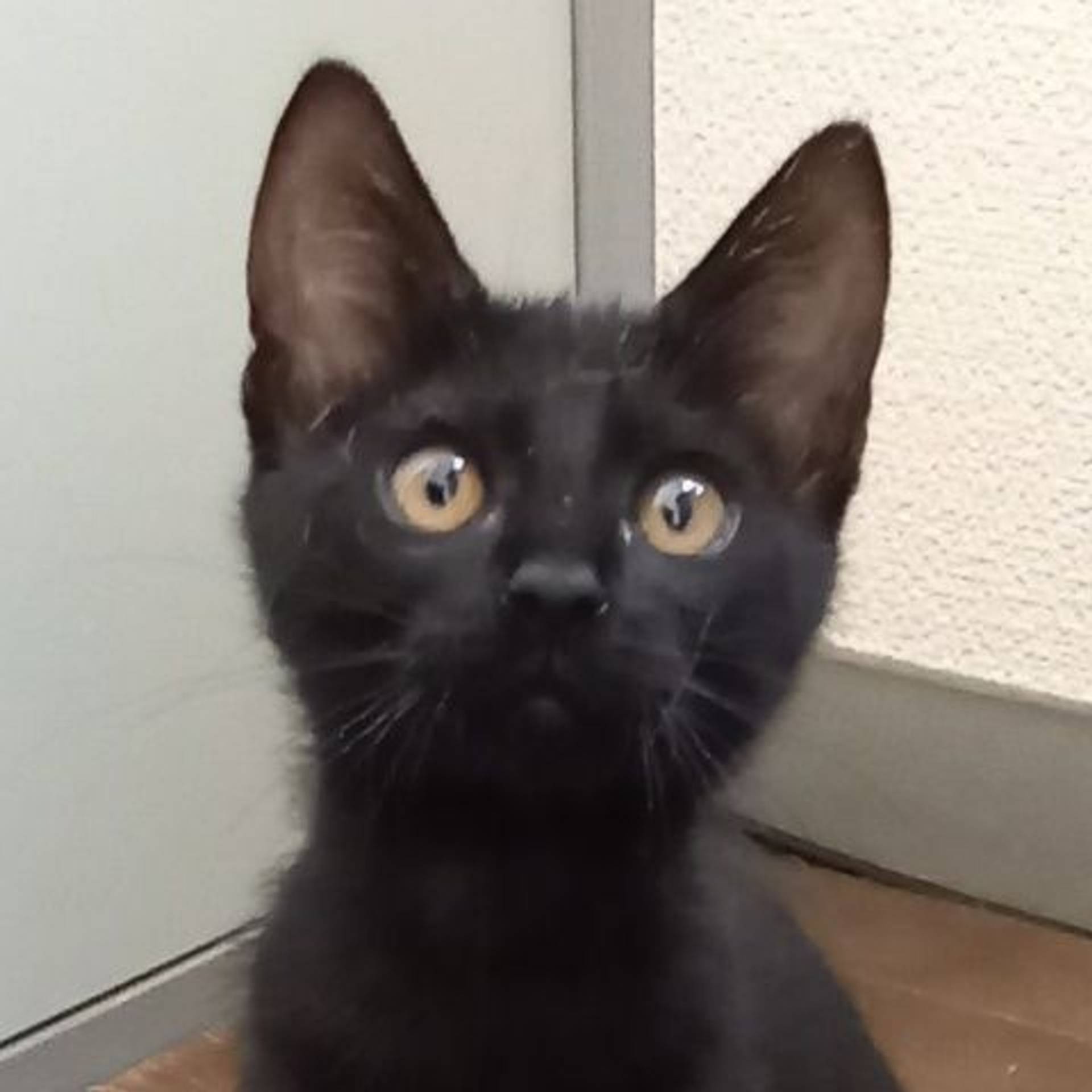 雑種（ミックス猫）・メスの里親募集の写真