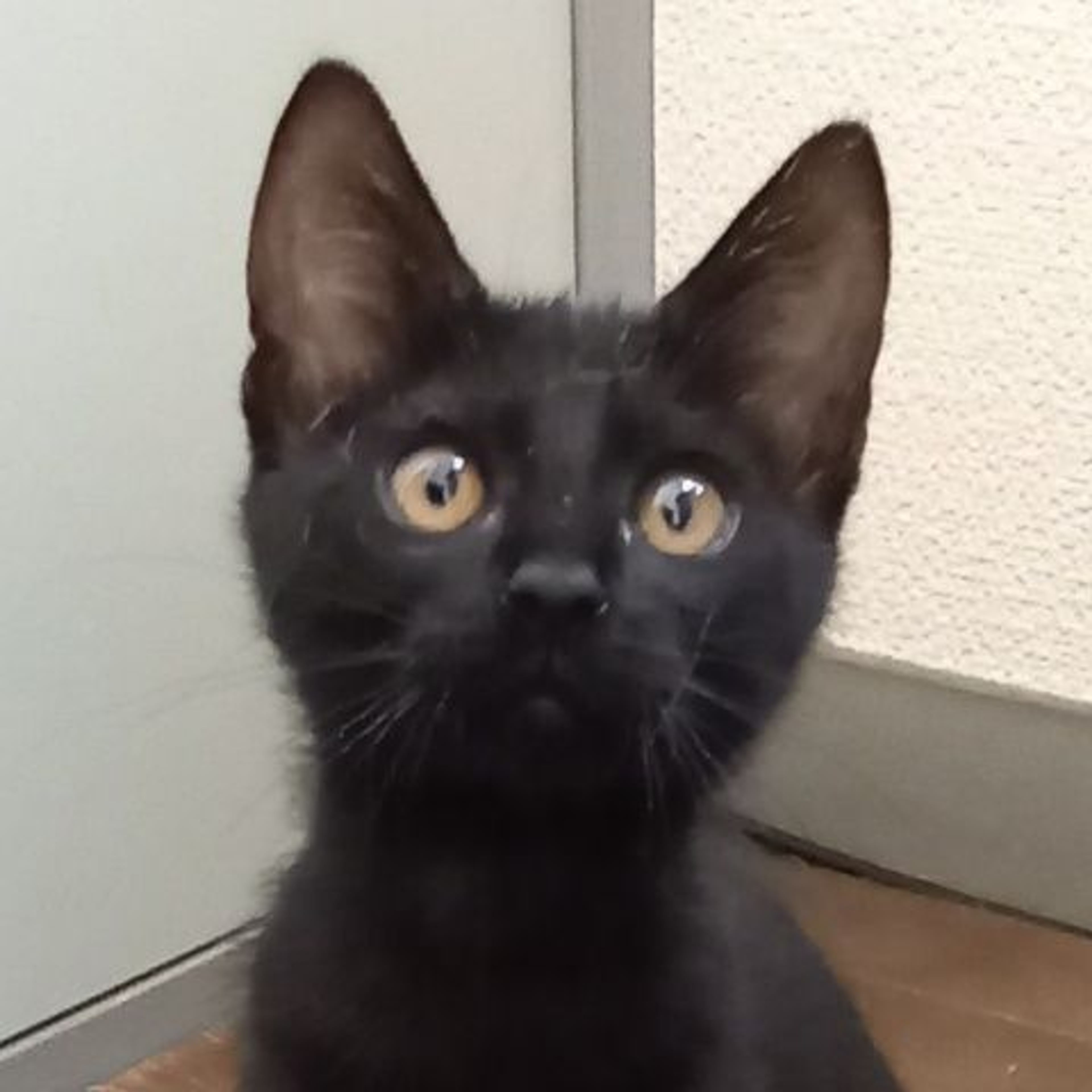 雑種（ミックス猫）・メスの里親募集の写真