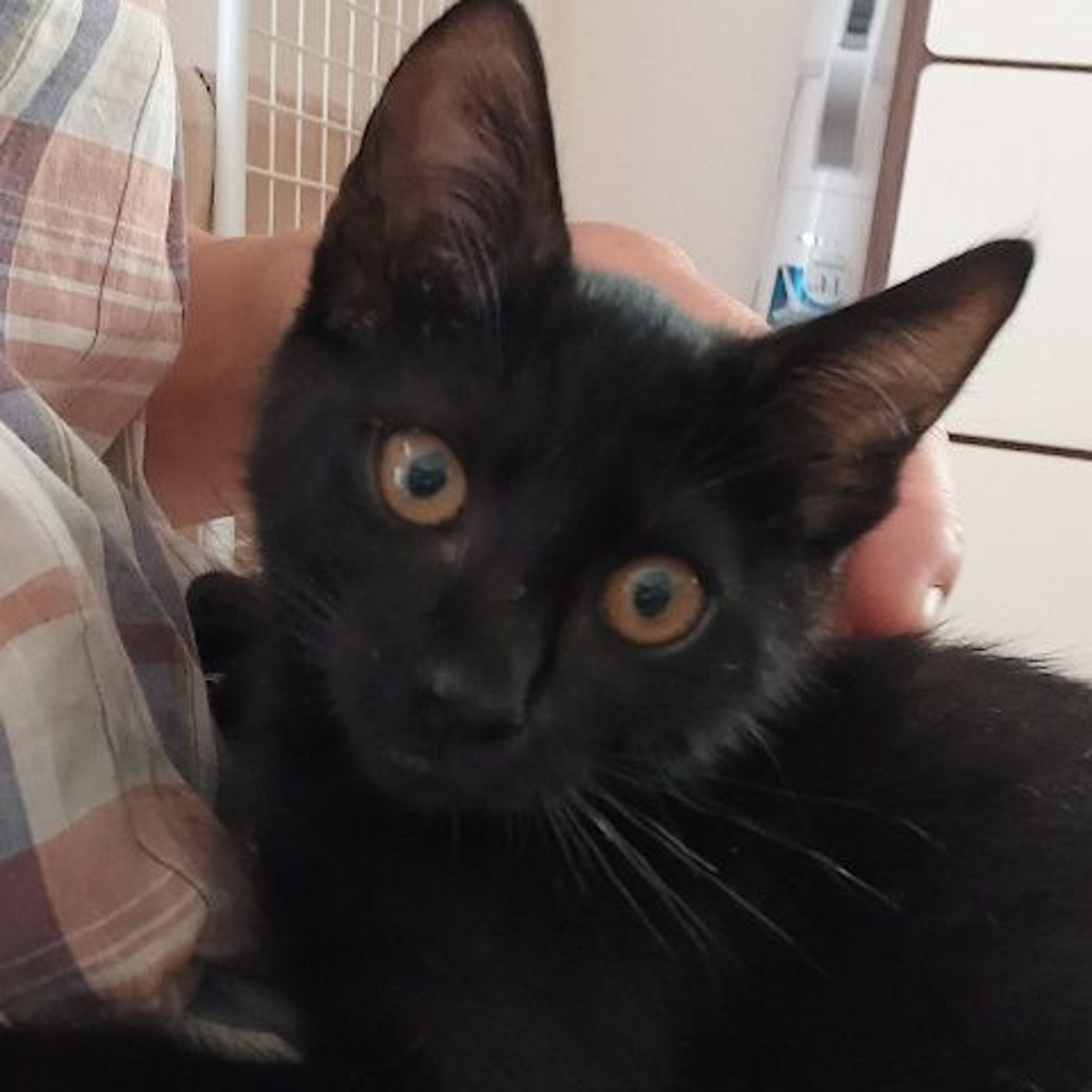pet-image-2