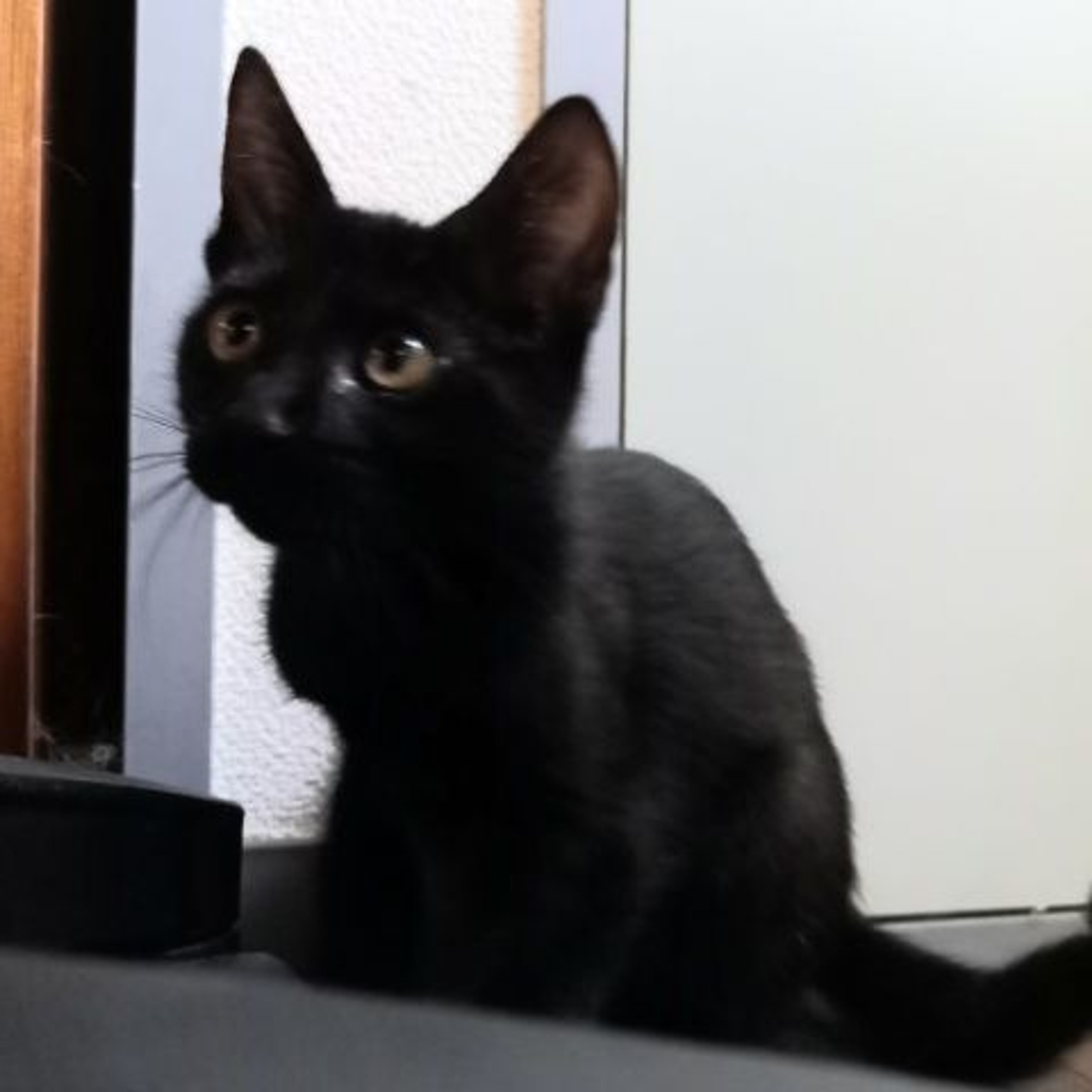 pet-image-3