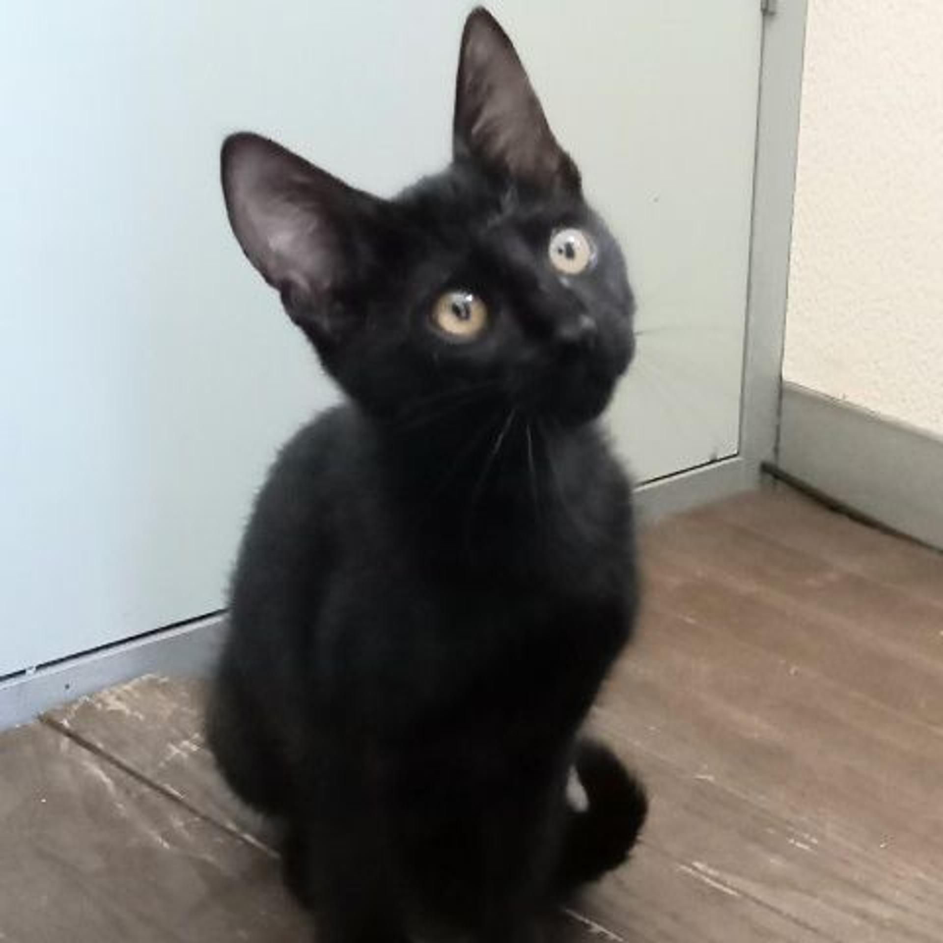 pet-image-4
