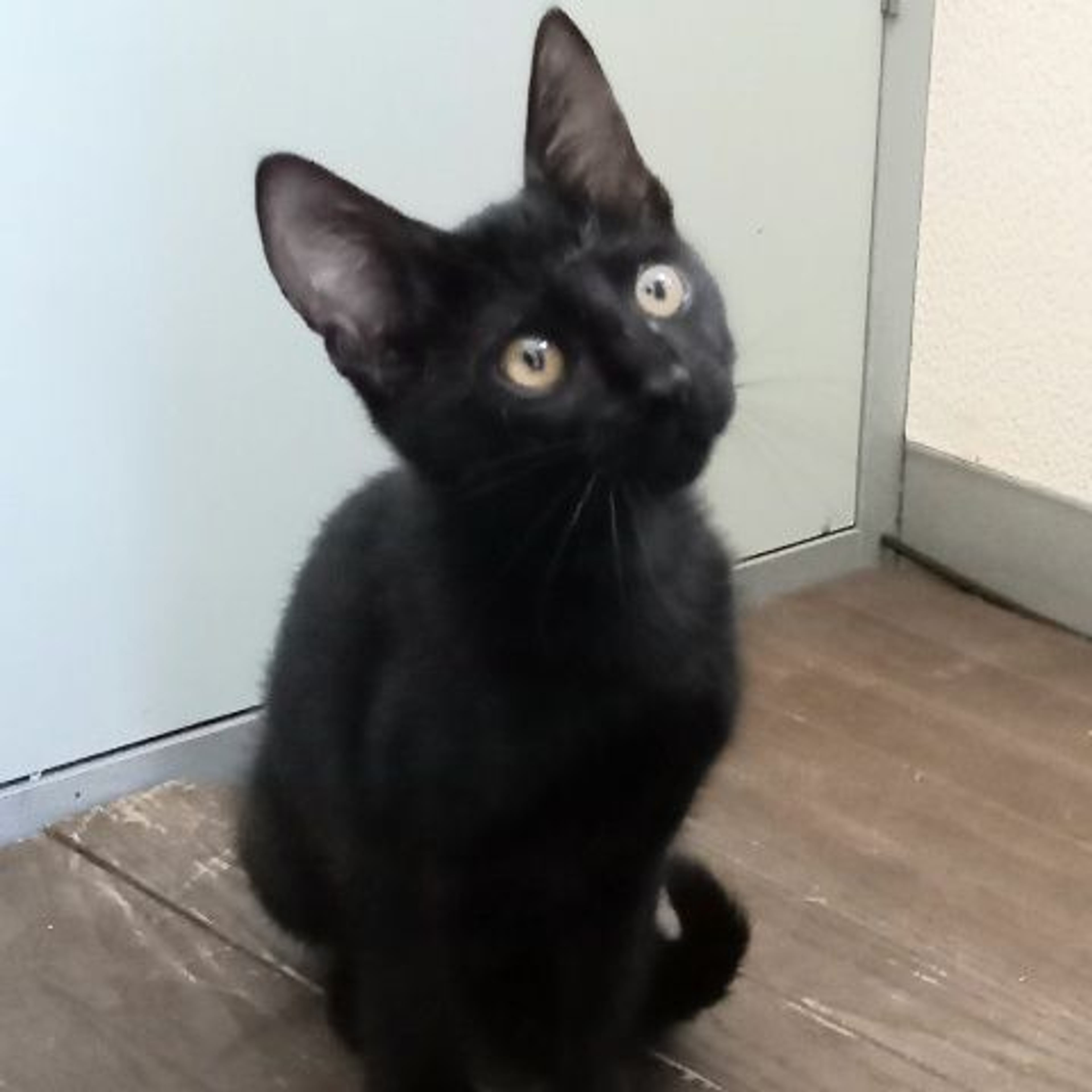 pet-image-4