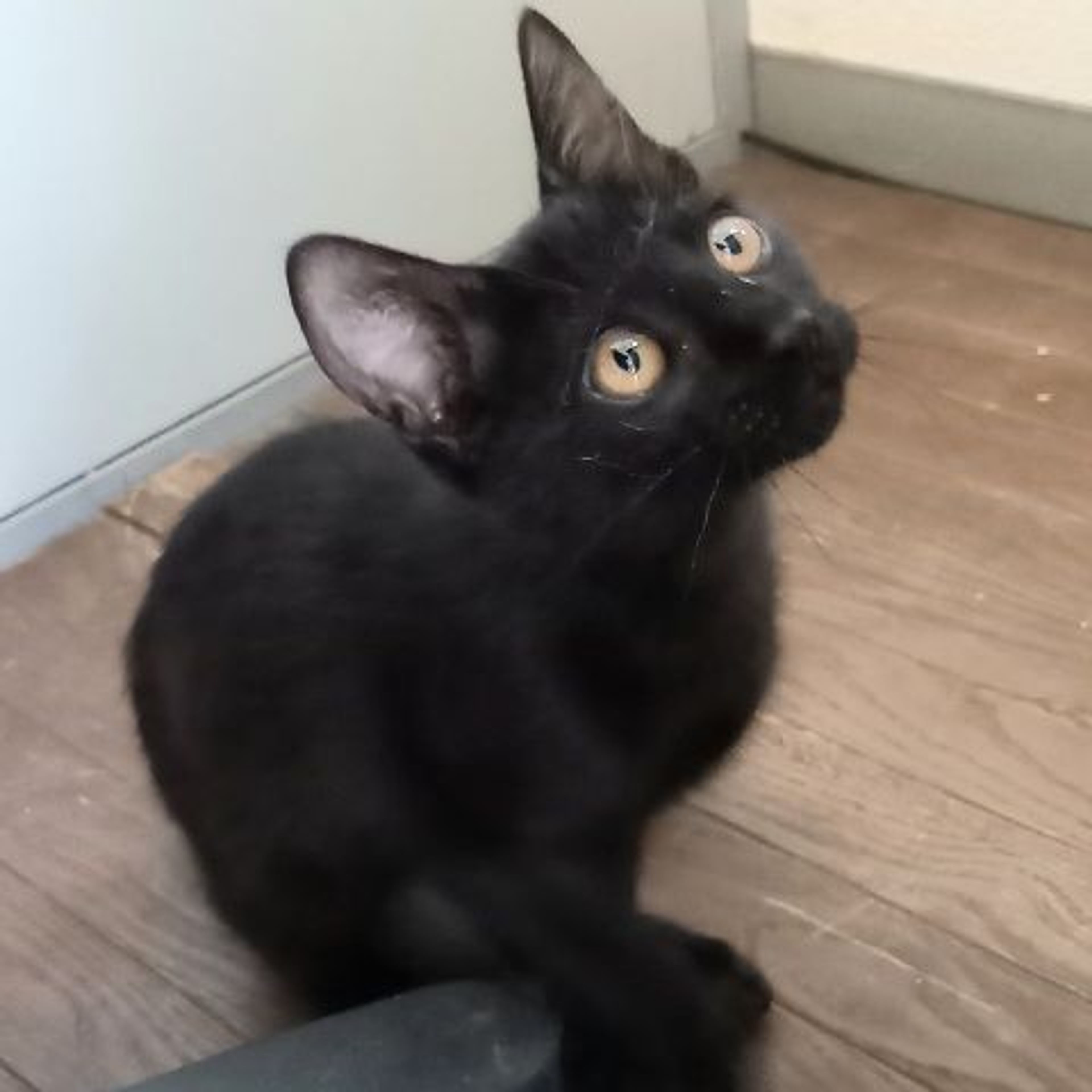 pet-image-5