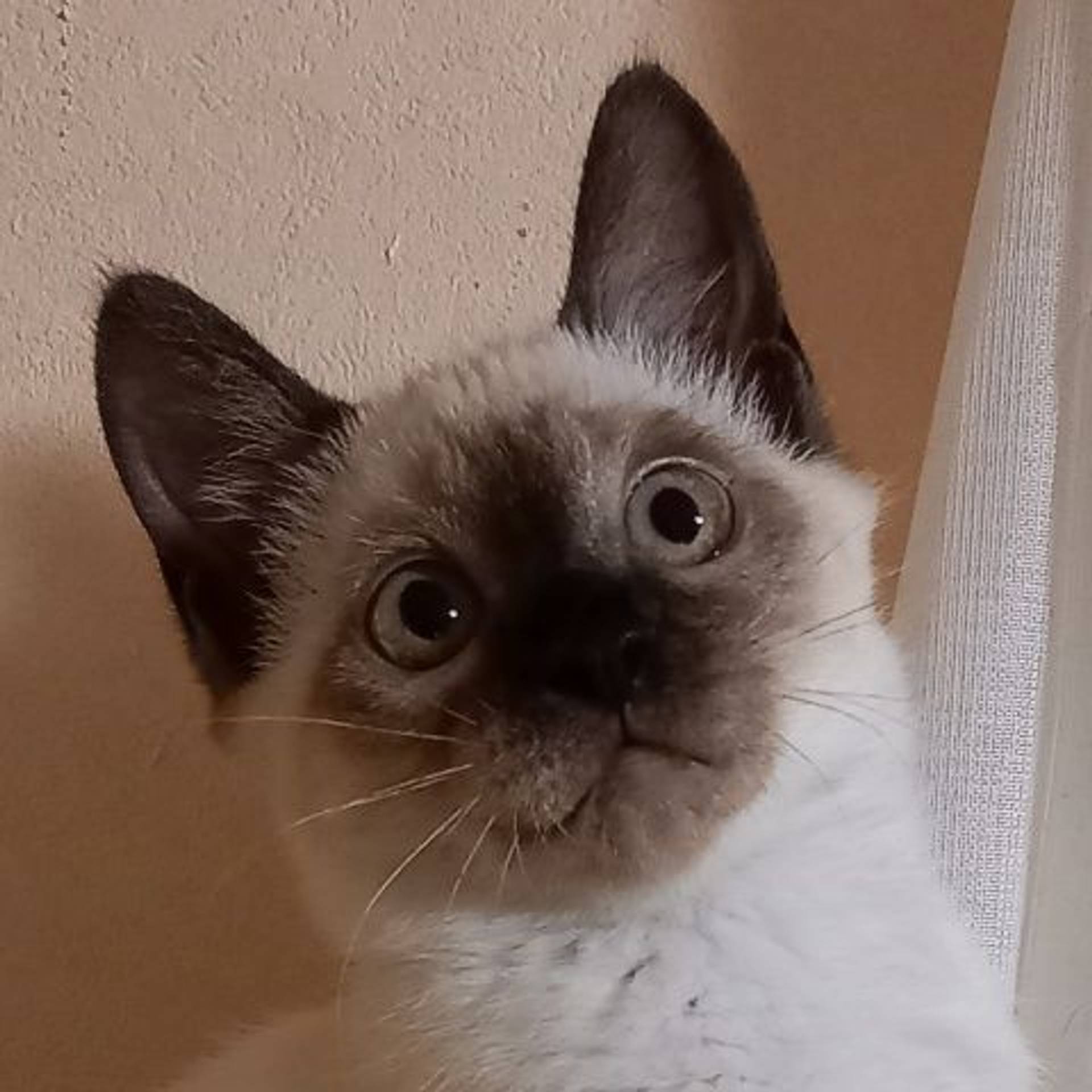 雑種（ミックス猫）・メスの里親募集の写真