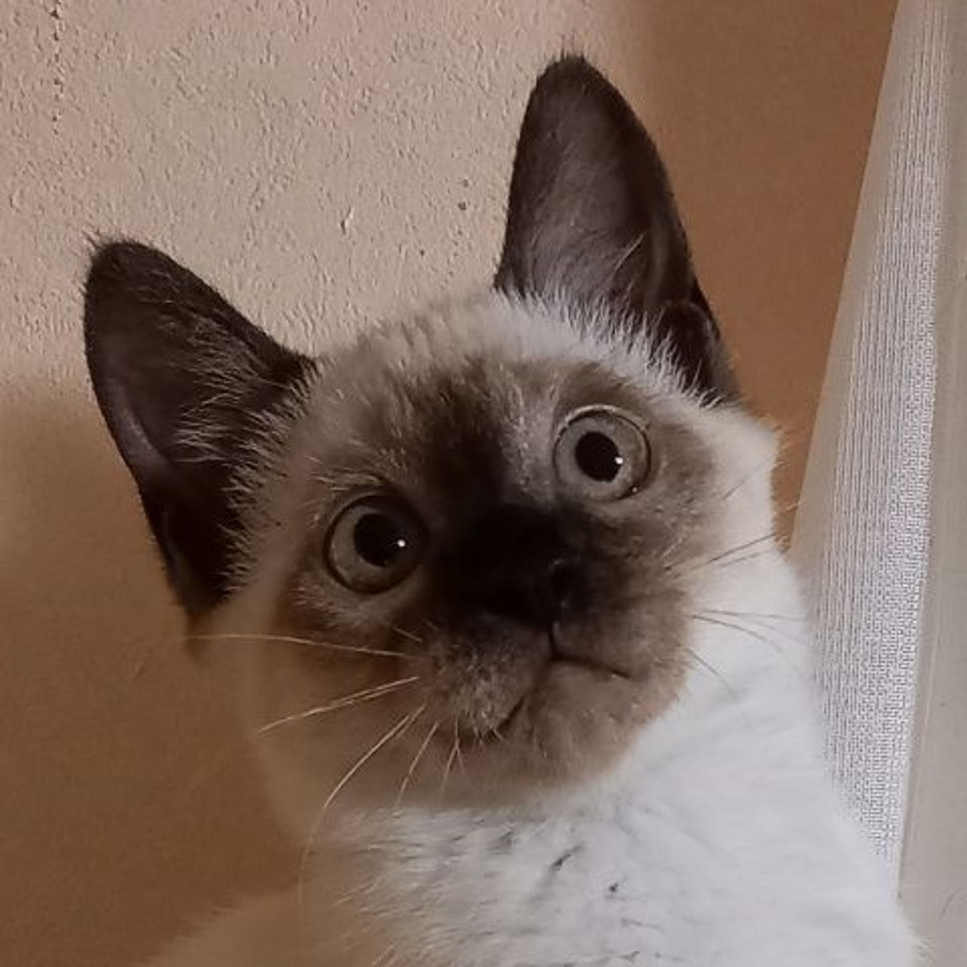 雑種（ミックス猫）・メスの里親募集の写真
