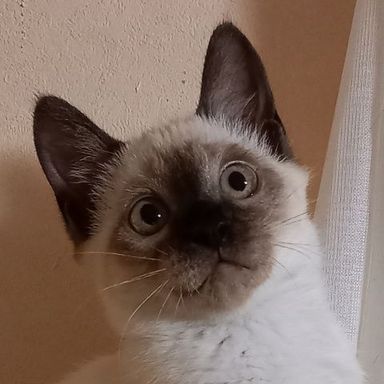 みくりん