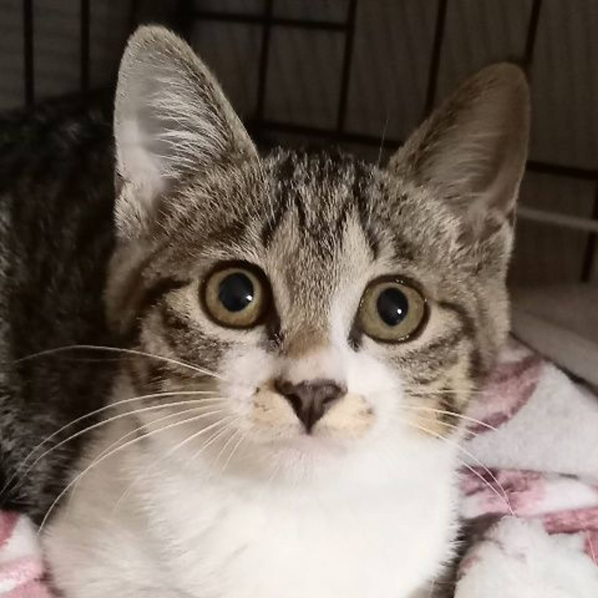 雑種（ミックス猫）・メスの里親募集の写真