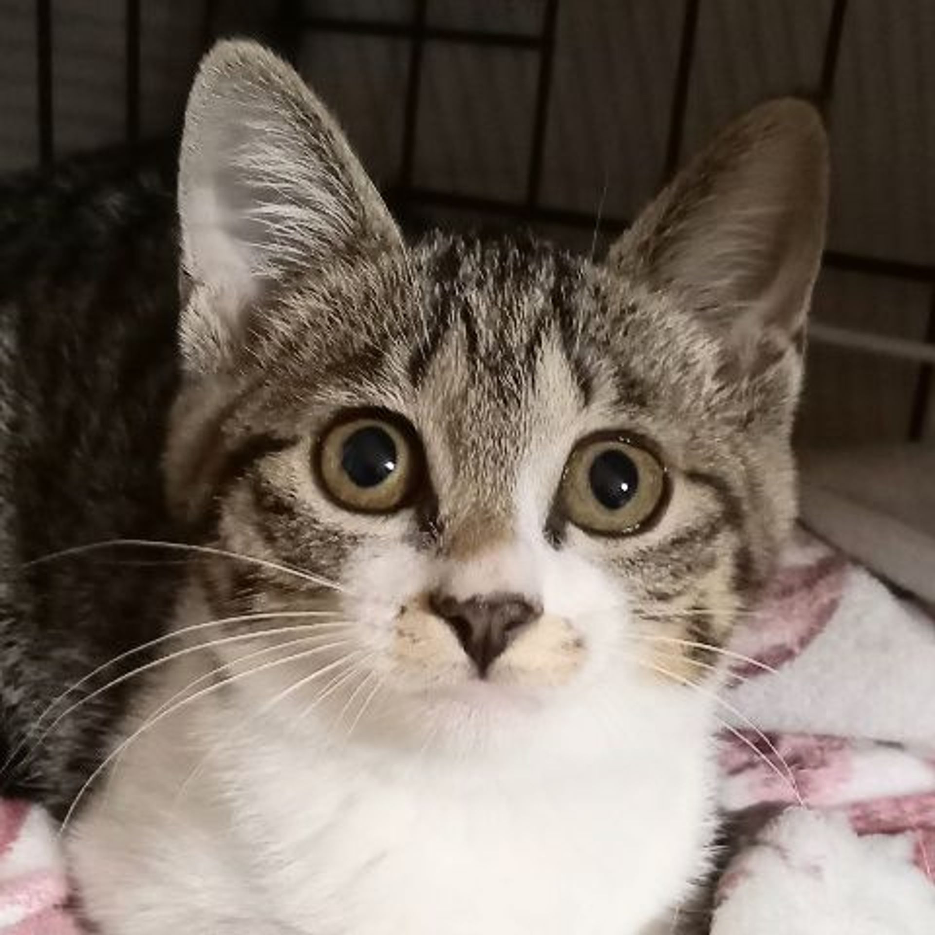 雑種（ミックス猫）・メスの里親募集の写真