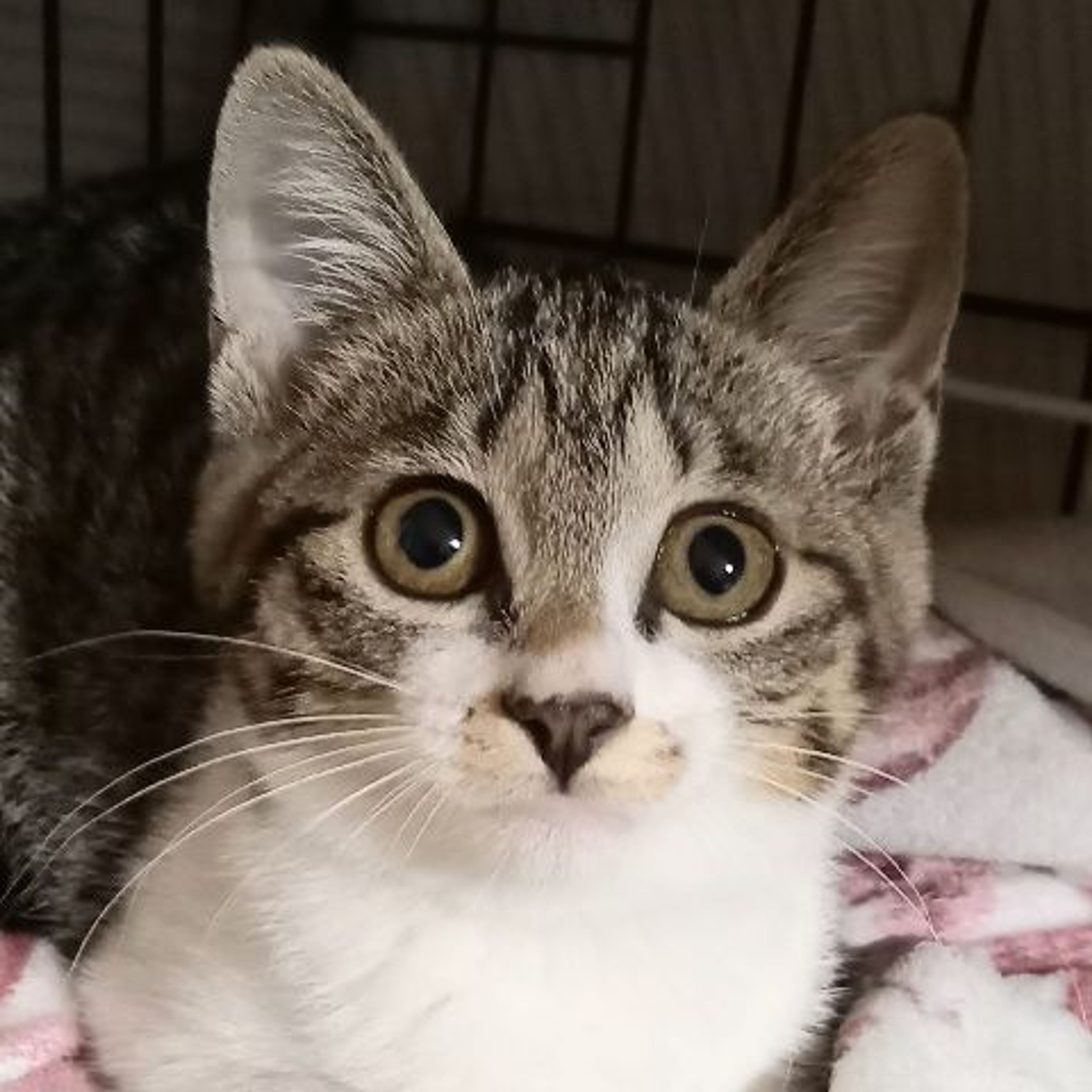 雑種（ミックス猫）・メスの里親募集の写真