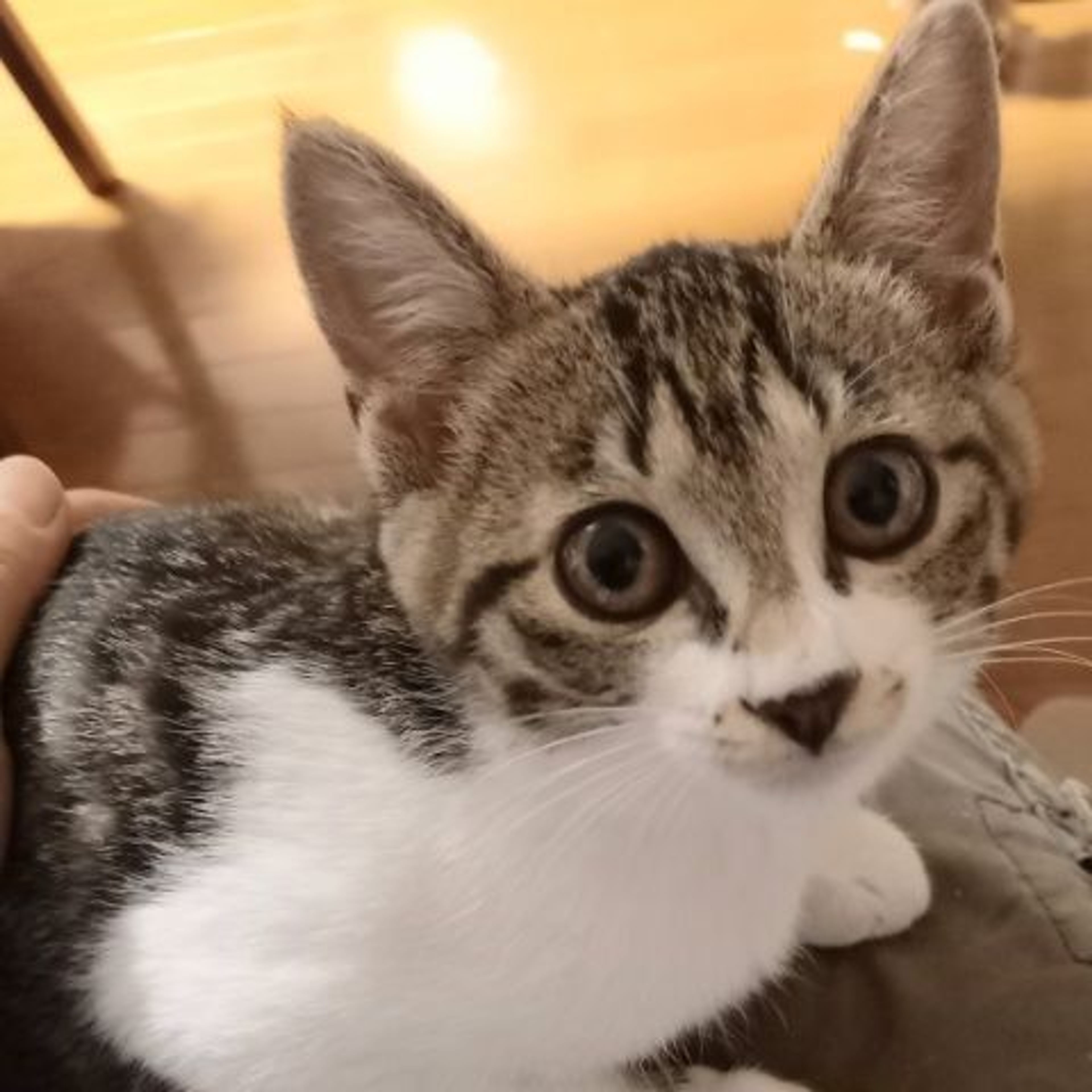 pet-image-2