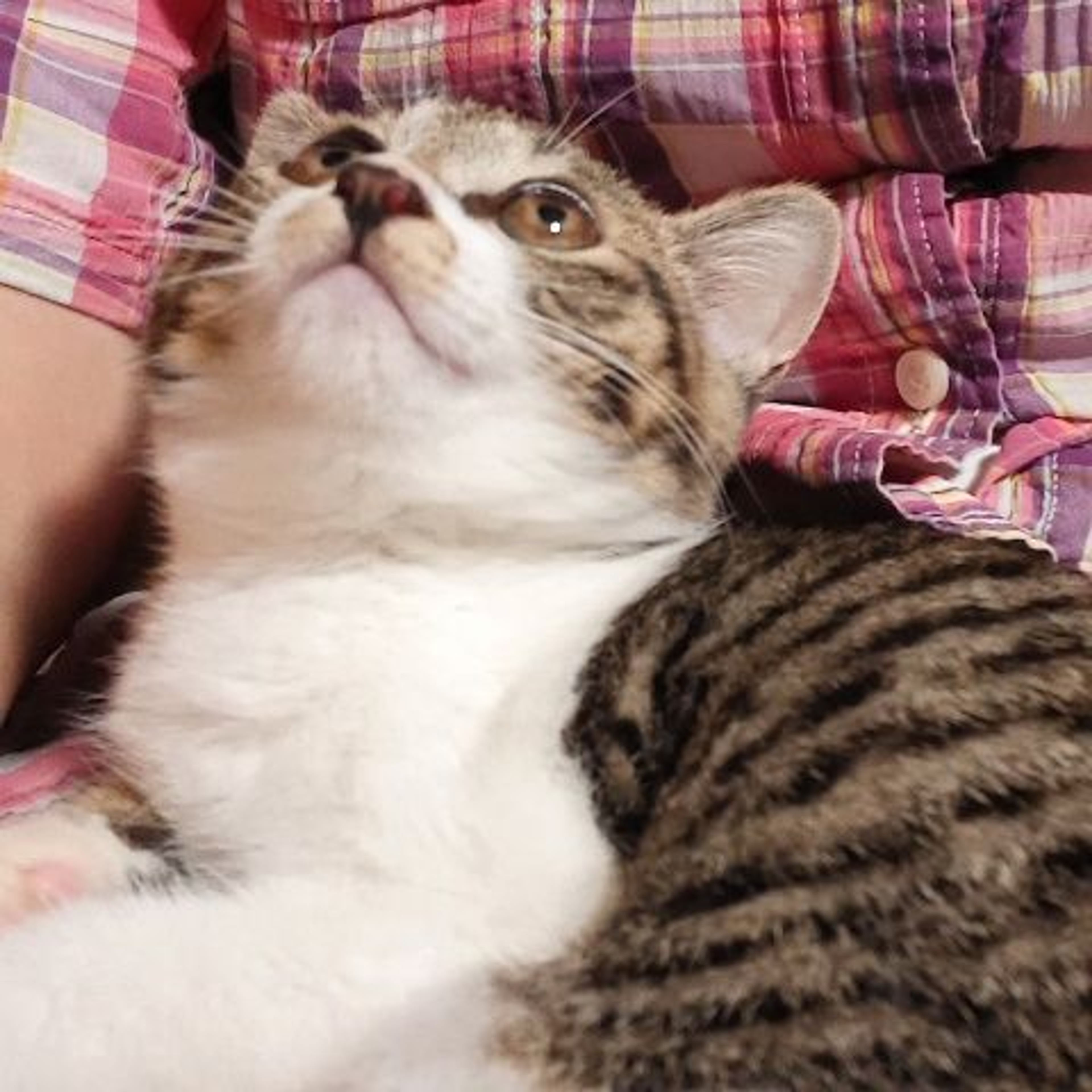 pet-image-4