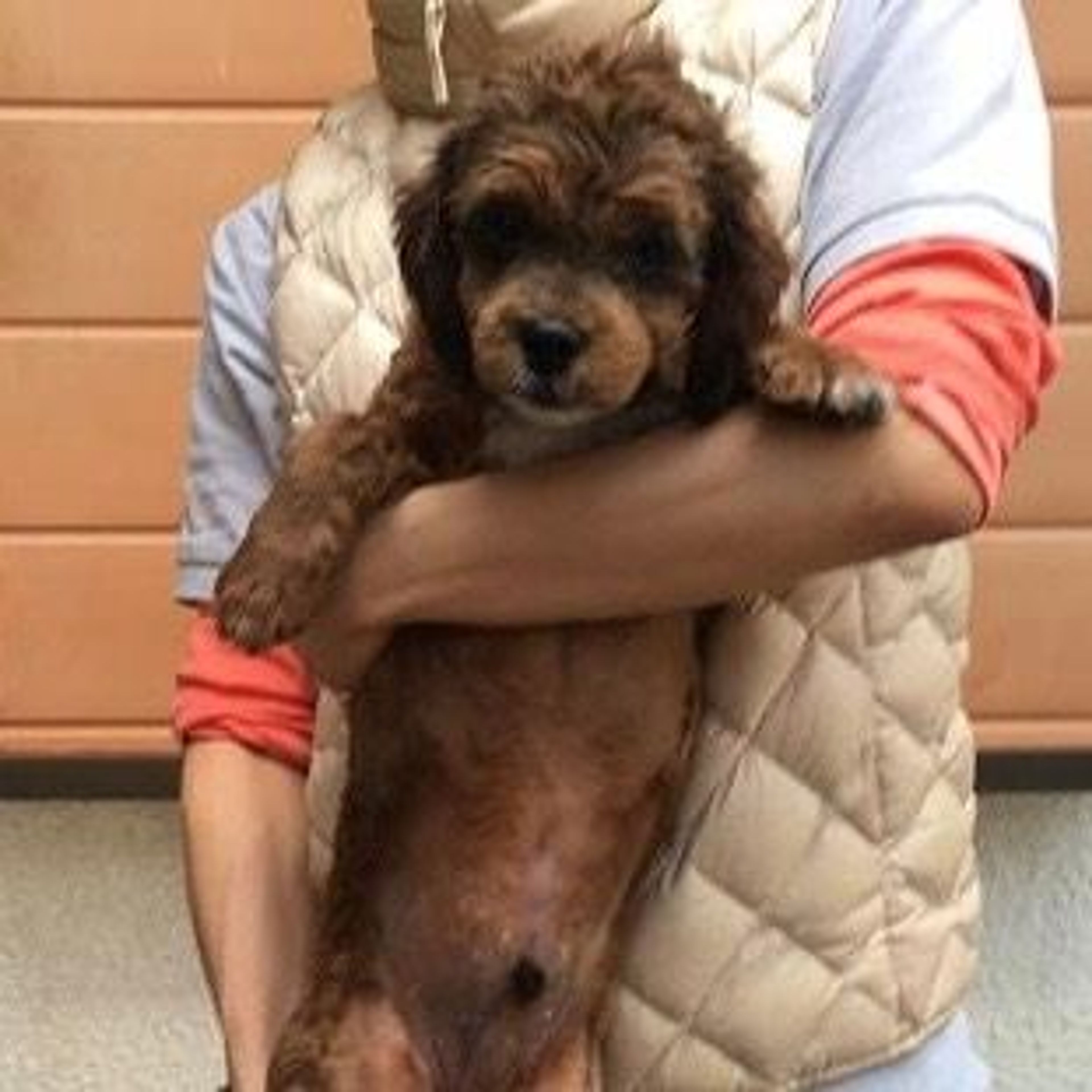 雑種（ミックス犬）・オスの里親募集の写真
