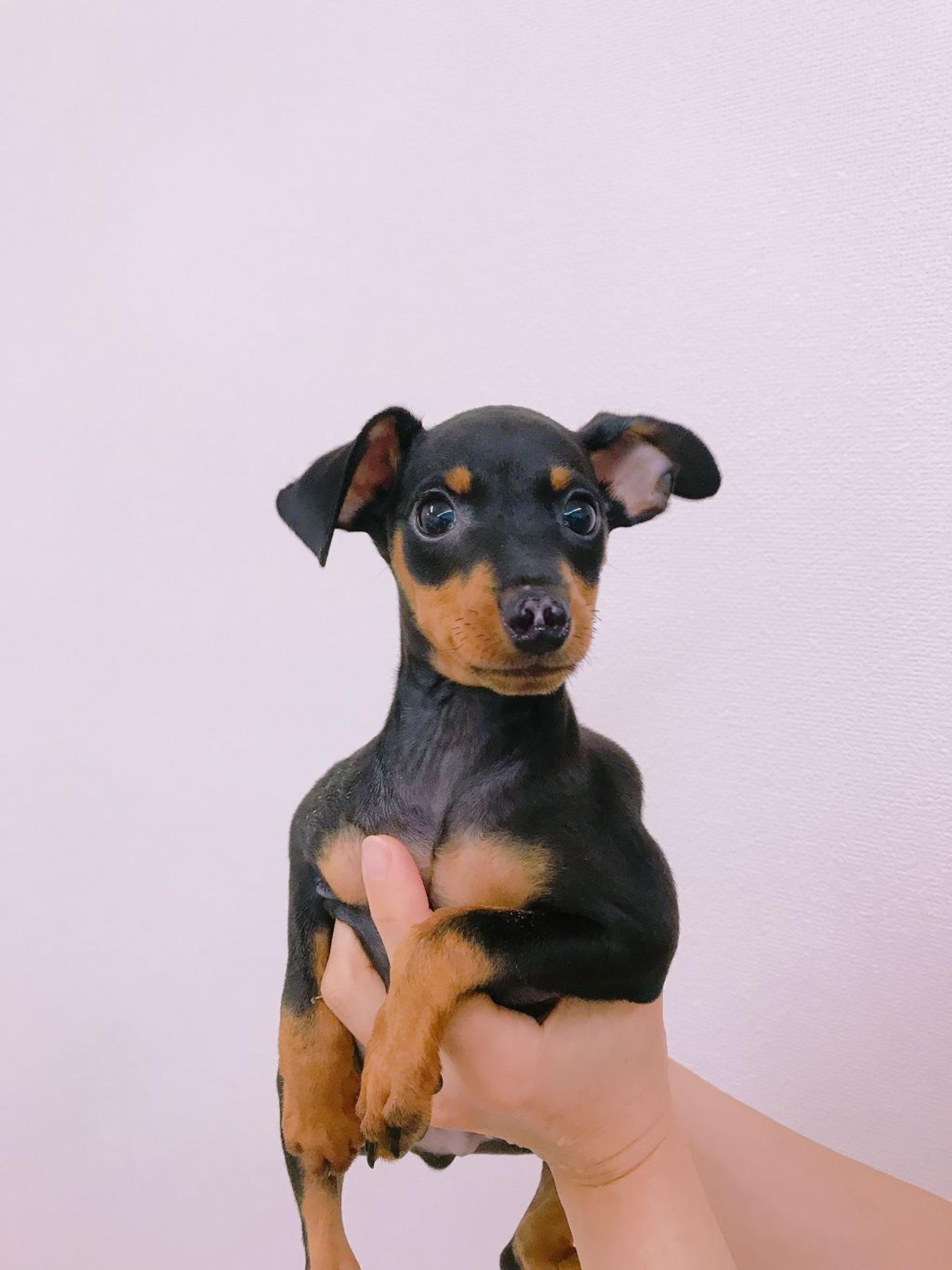 pet-image-2