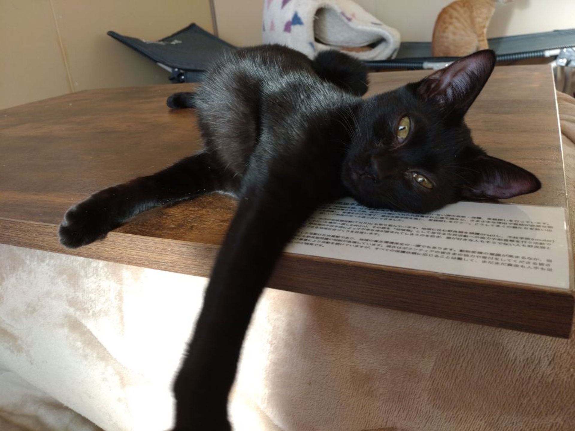 雑種（ミックス猫）・メスの里親募集の写真