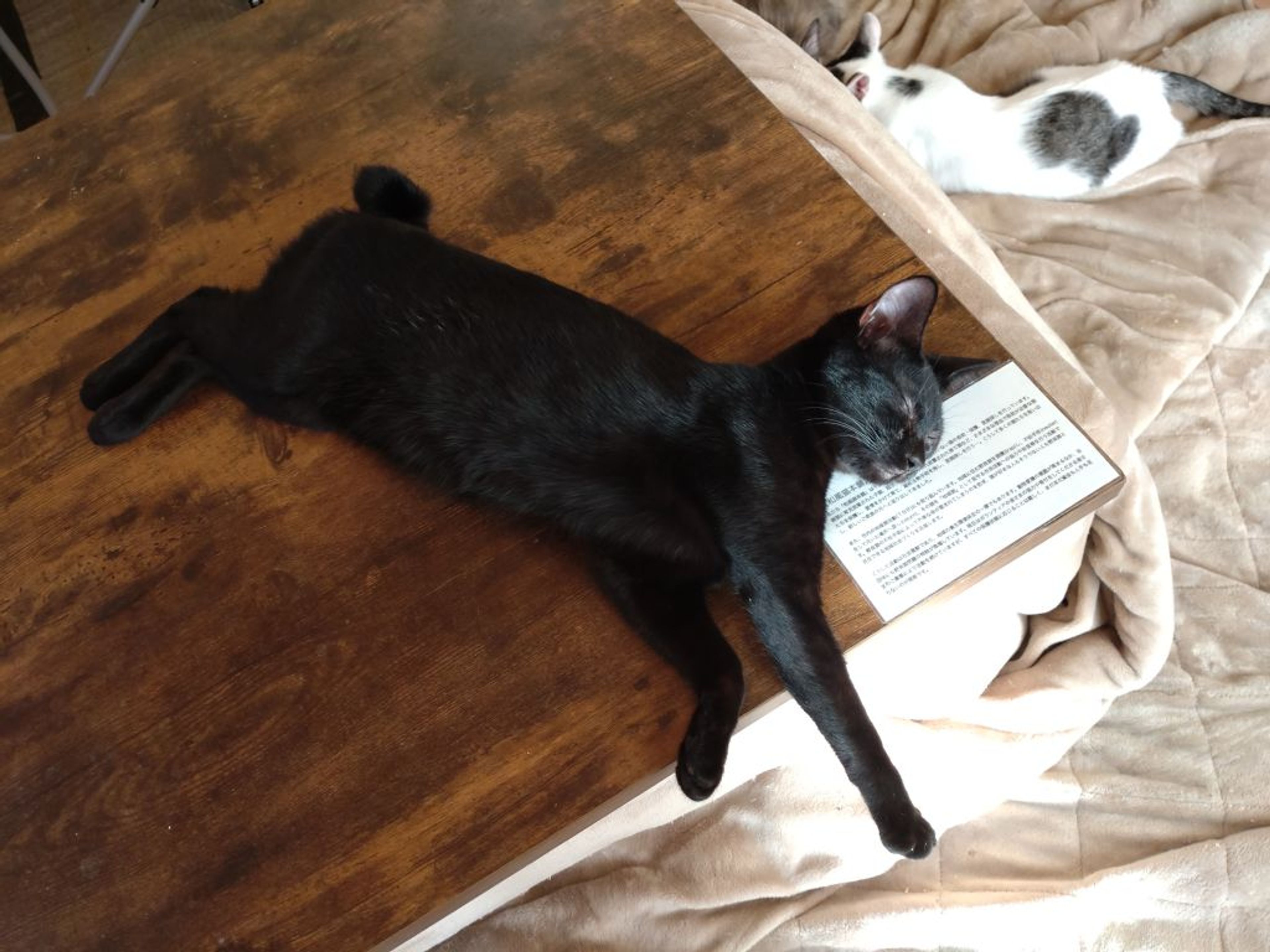 pet-image-3
