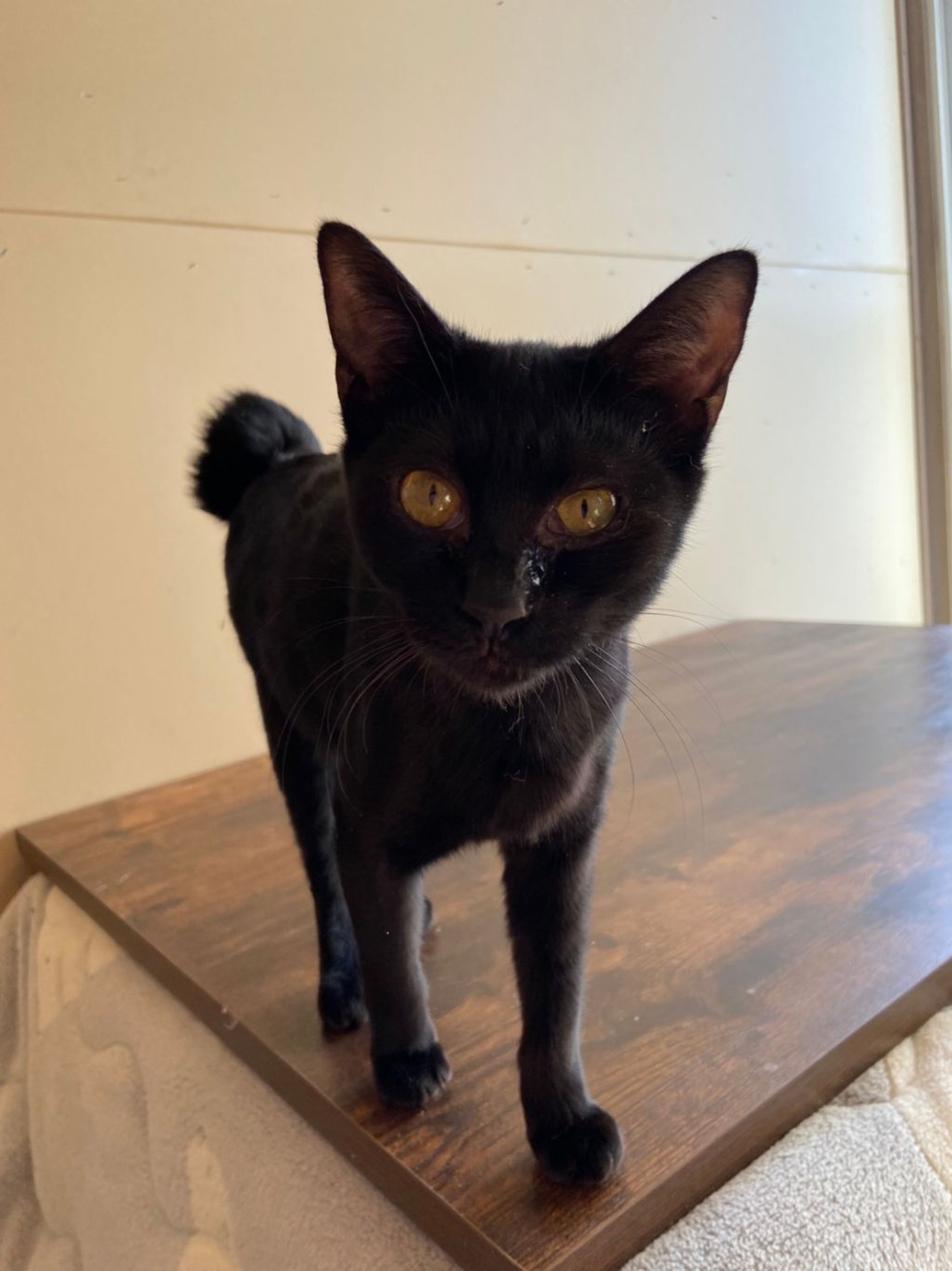 pet-image-2